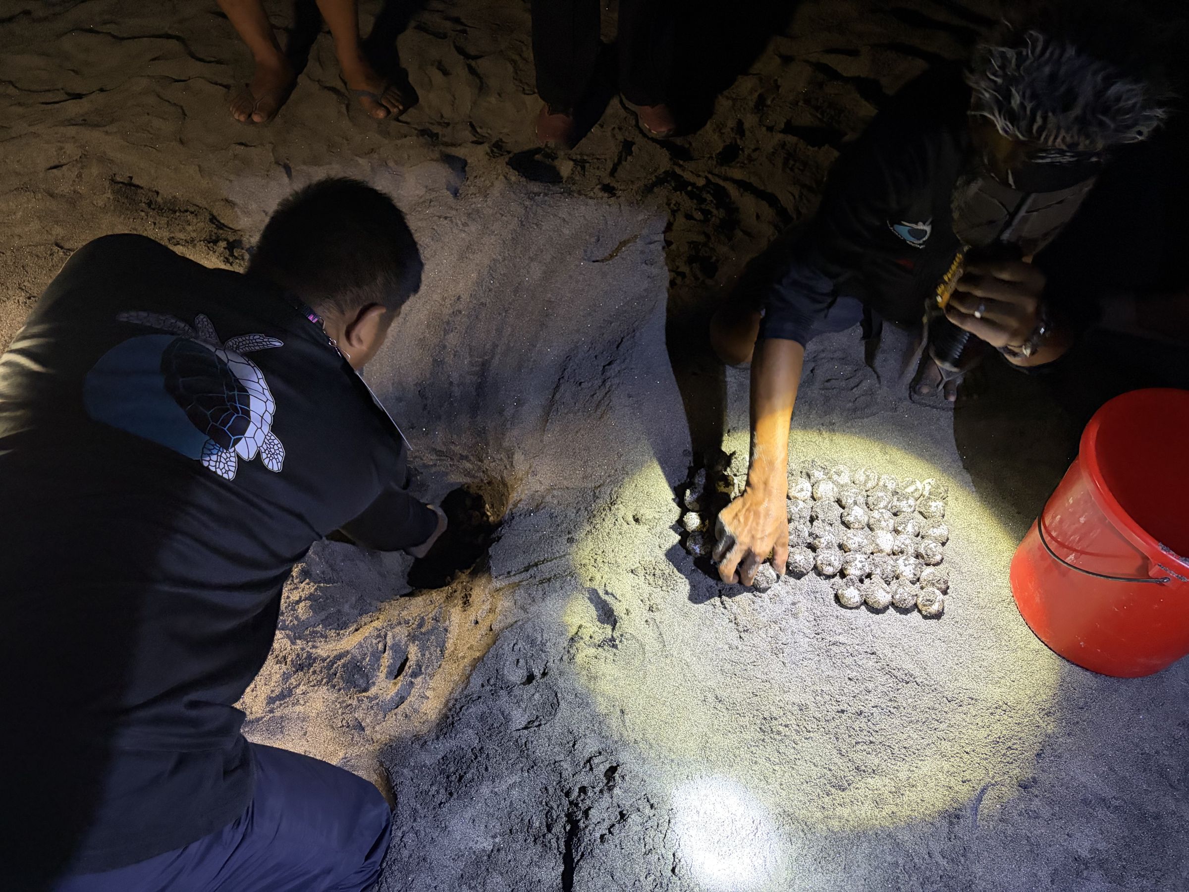可樂旅遊號召旅人同化做「海龜守護者」,在今年冬天一起護送小海龜回到大海。(可樂旅遊提供)