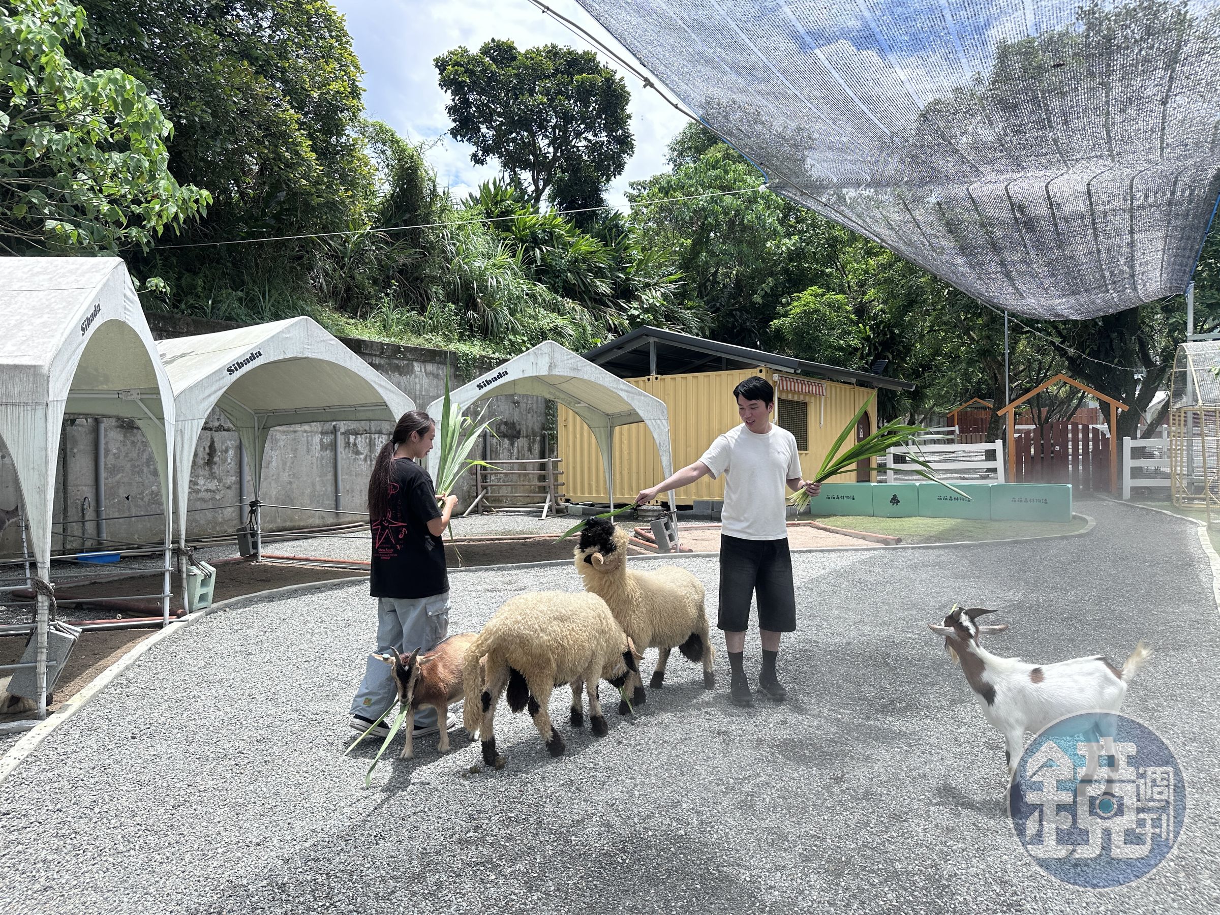 園區並不大,黑鼻羊、草泥馬、梅花鹿在裡面自由走動,園方會噴灑水霧降降溫。