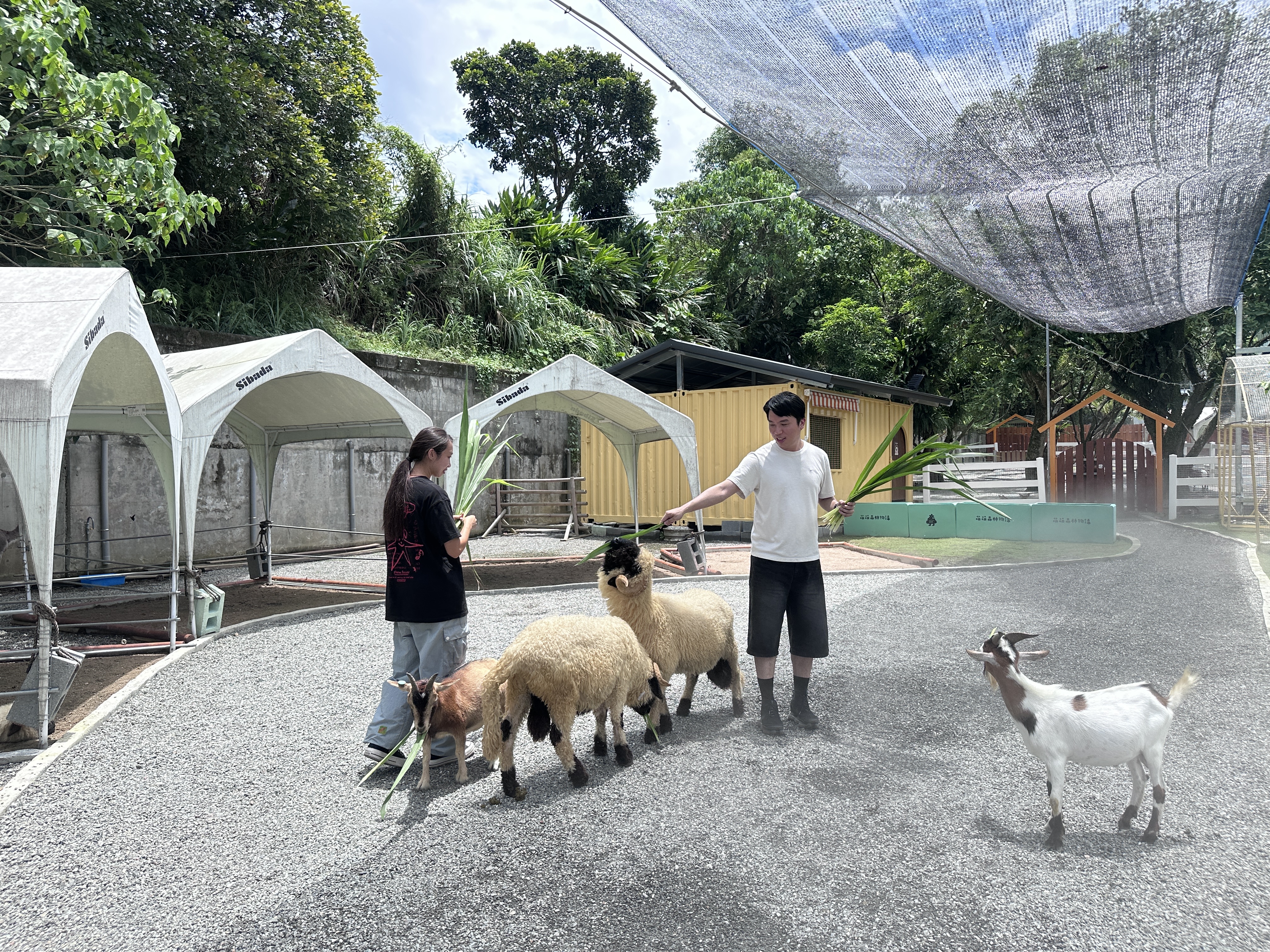 園區並不大，黑鼻羊、草泥馬、梅花鹿在裡面自由走動，園方會噴灑水霧降降溫。