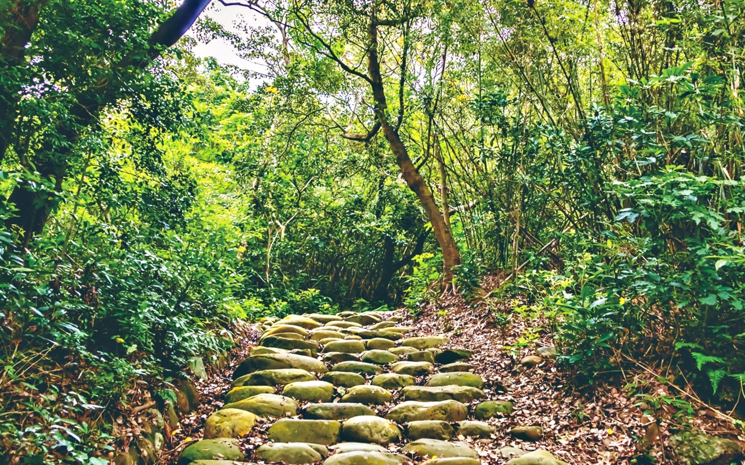 金獅步道保留了昔日的大顆卵石路。（新竹縣政府提供）