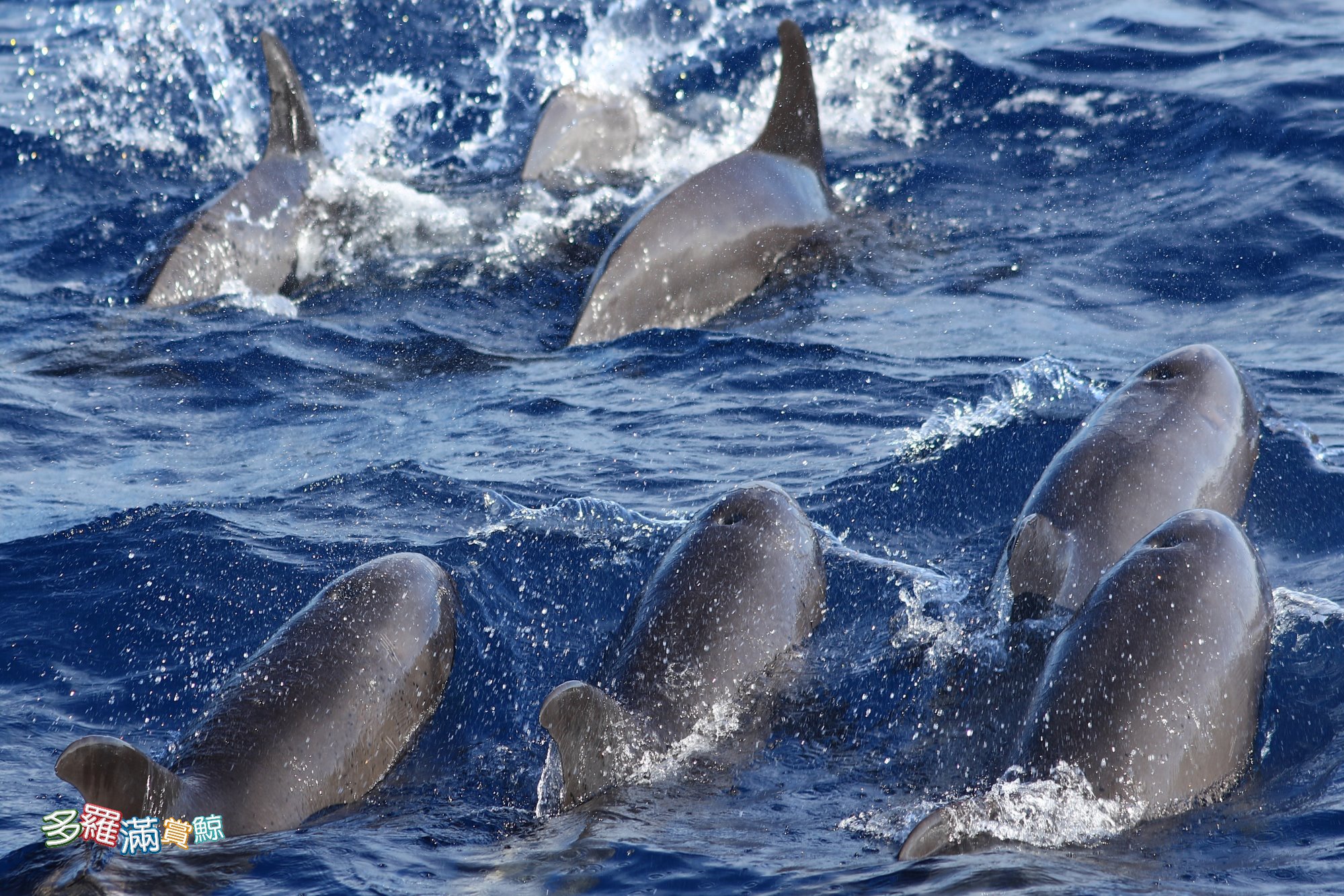 罕見的瓜頭鯨現身花蓮水璉外海。（翻攝臉書粉專「多羅滿賞鯨」）