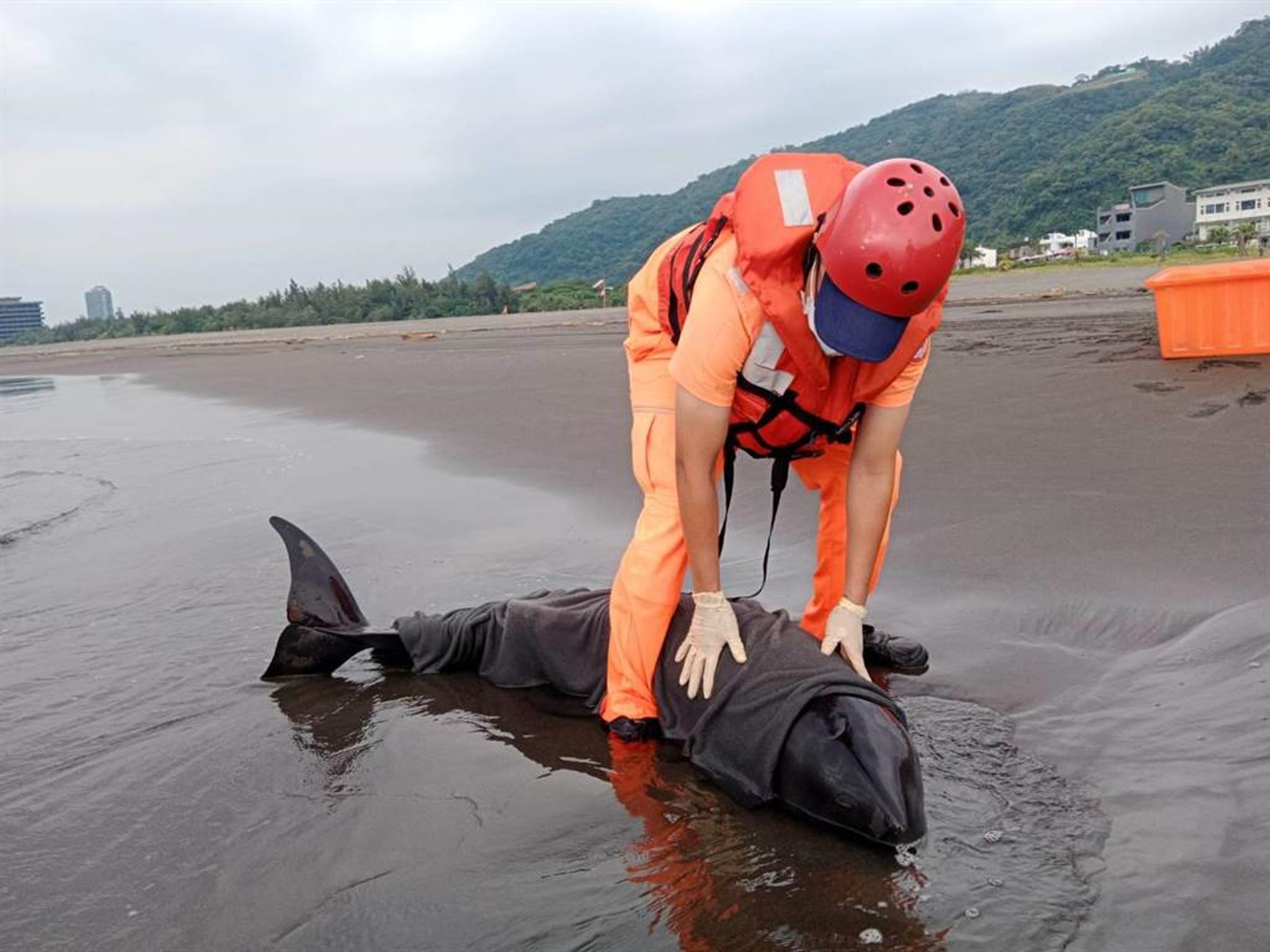 宜蘭頭城外澳沙灘17日清晨發現2頭擱淺鯨魚。(翻攝照片)