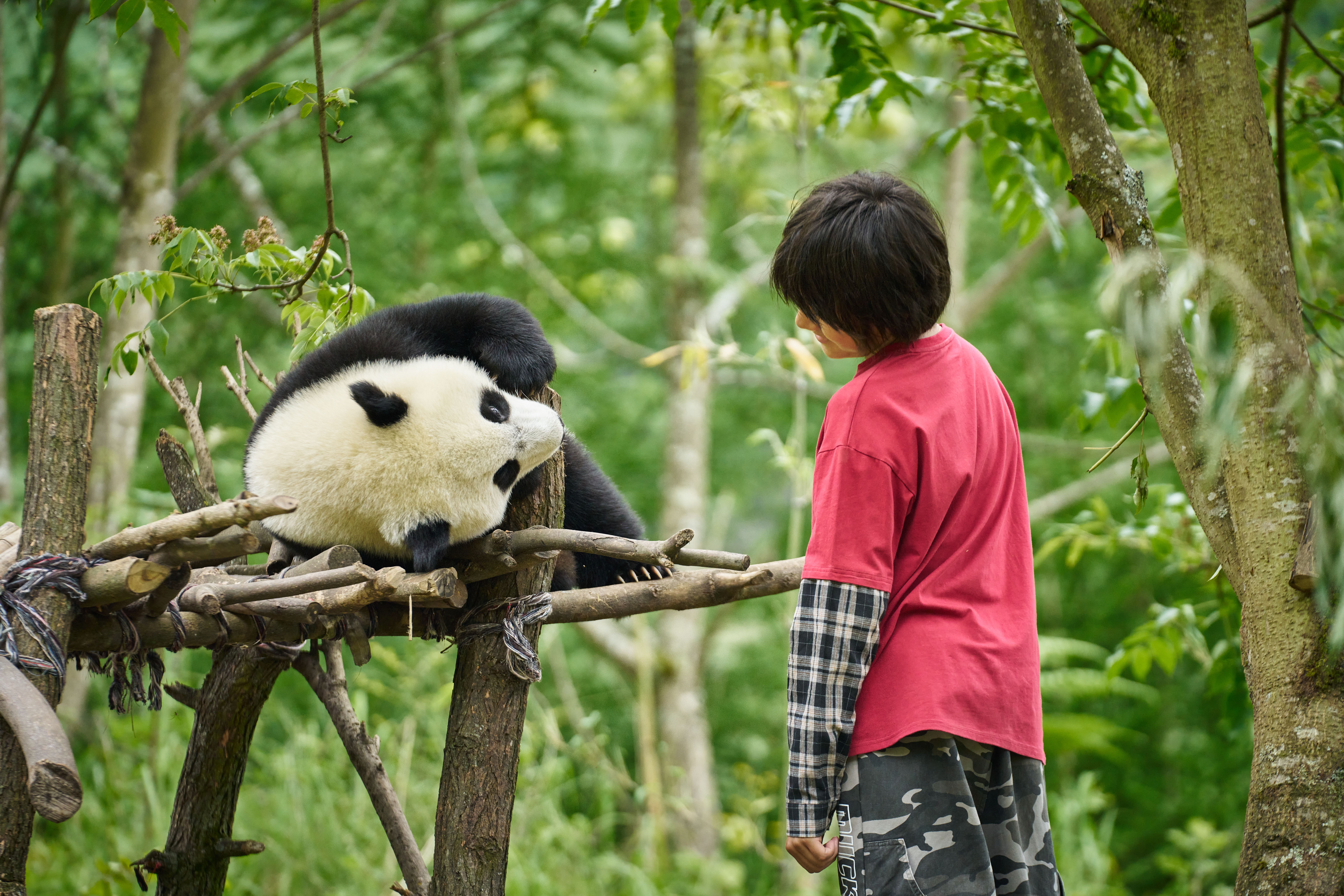 《熊貓月寶》不玩CG特效，全由真人演員與熊貓互動。（壹壹喜喜提供）