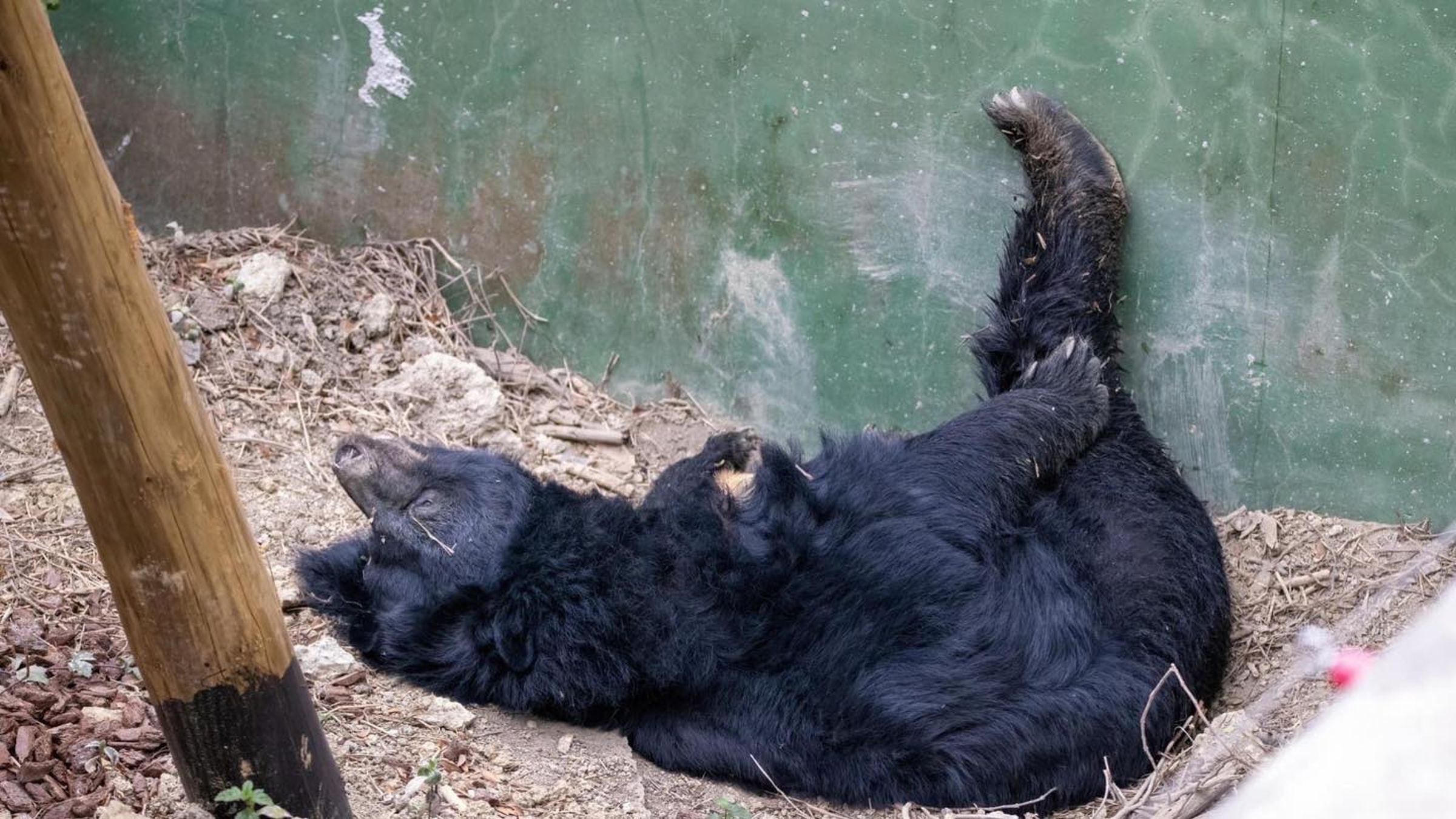 壽山動物園今宣布,高齡30歲的黑熊瑪莉奶奶昨天上午在睡夢中安詳離世。(壽山動物園提供)