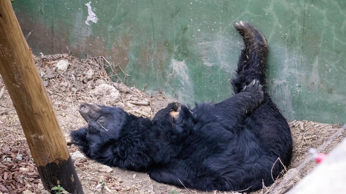 壽山動物園今宣布，高齡30歲的黑熊瑪莉奶奶昨天上午在睡夢中安詳離世。（壽山動物園提供）