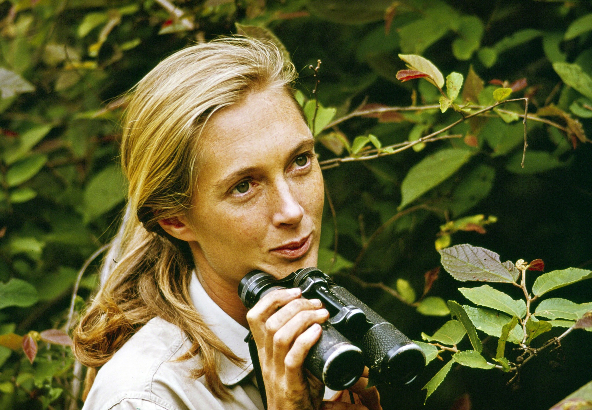 珍古德年輕時在非洲叢林中進行黑猩猩研究。（翻攝Dr. Jane Goodall臉書）