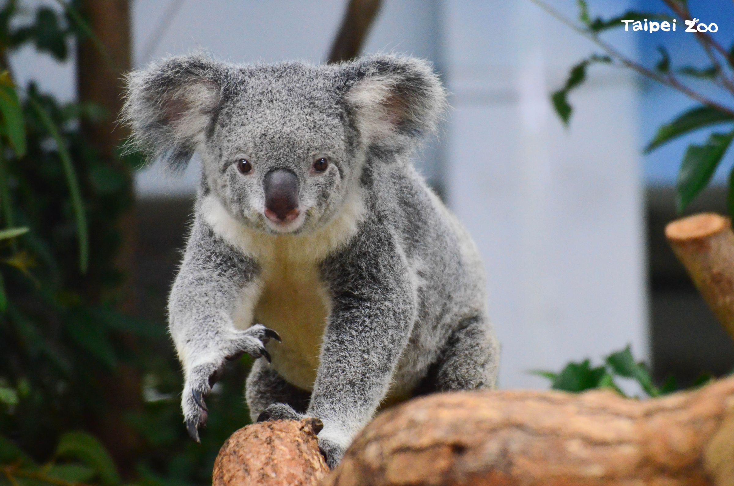 台北市動物園動物慰靈祭為無尾熊「Nicole」祈福。（台北市立動物園提供）