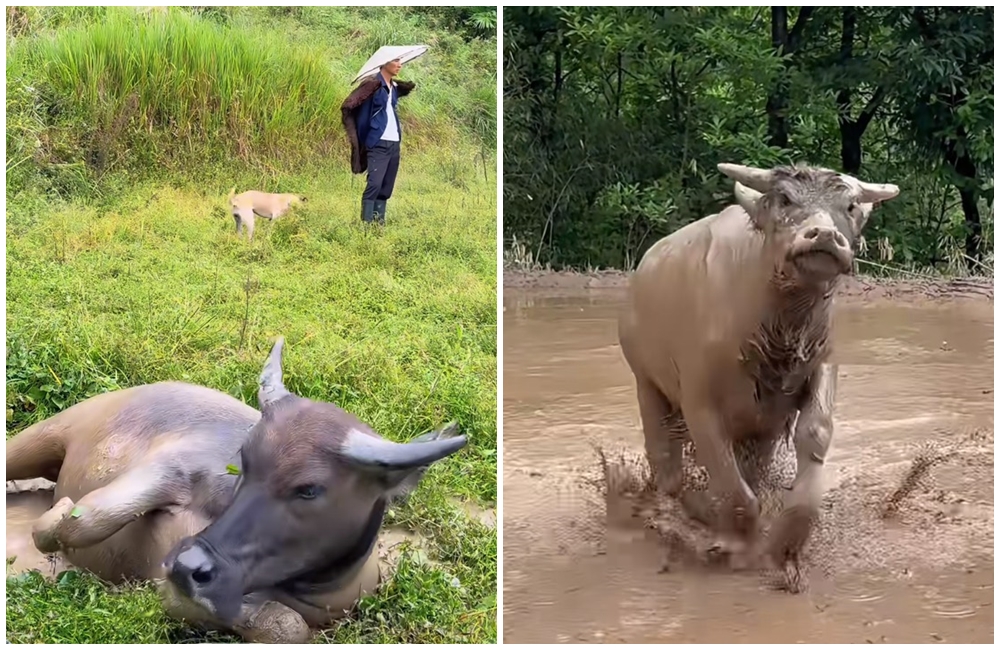 重慶一名男子為了犁田向鄰居買了一頭牛，沒想到卻因為心疼而捨不得讓牠工作。（翻攝自小紅書）