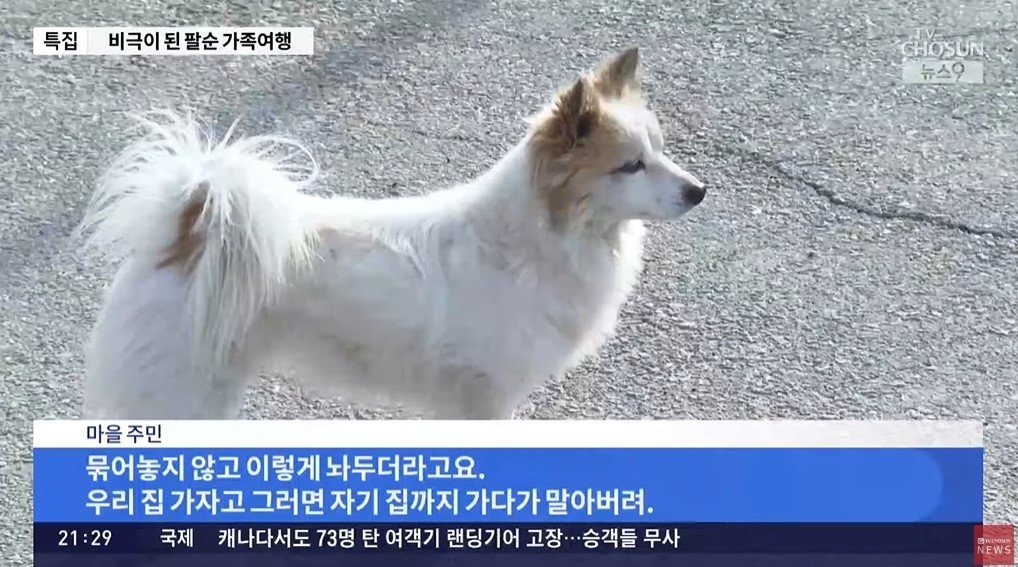 忠犬仍在等主人回來。（翻自《NEWS 1》）