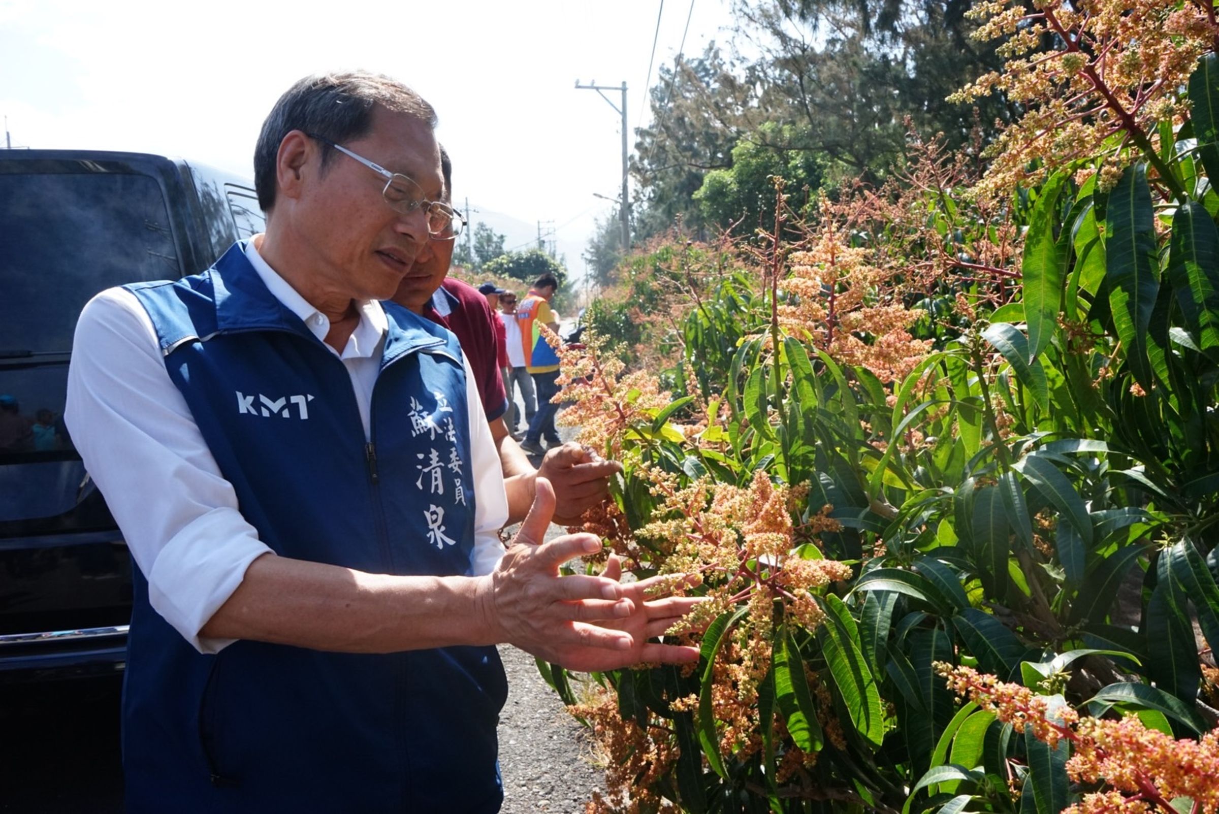 屏東枋山芒果因日夜溫差受蟲害,出現大量落果現象。(蘇清泉國會辦公室提供)