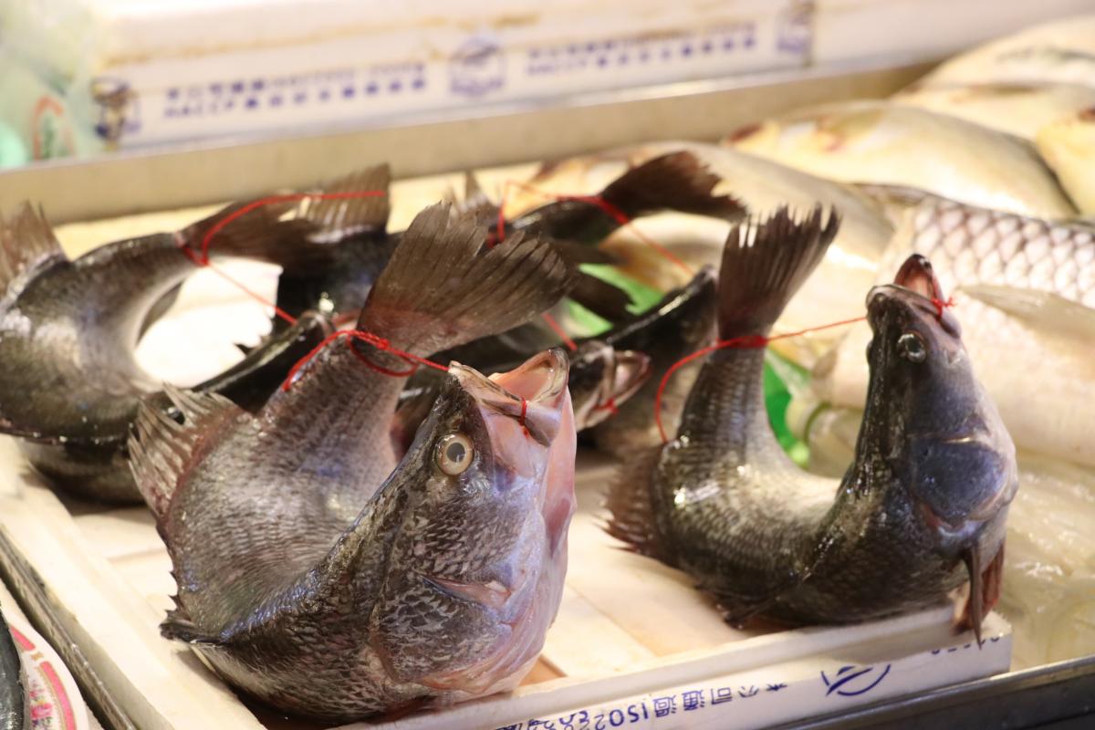 台灣傳統市場裡可見「活體弓魚」──業者用尼龍線將金目鱸從嘴唇穿線拉到魚尾端緊緊綁住，將魚體彎曲成不自然的U字型，強調可以讓魚「活比較久」，被虐待綑綁的鱸魚，一方面承受身體的疼痛，一方面開合鰓蓋、嘴巴，痛苦掙扎呼吸，隨著攤商販售時間長短，有的甚至達8～12小時才死亡，或有消費者選購才被鬆綁、宰殺。（台灣動物社會研究會提供）