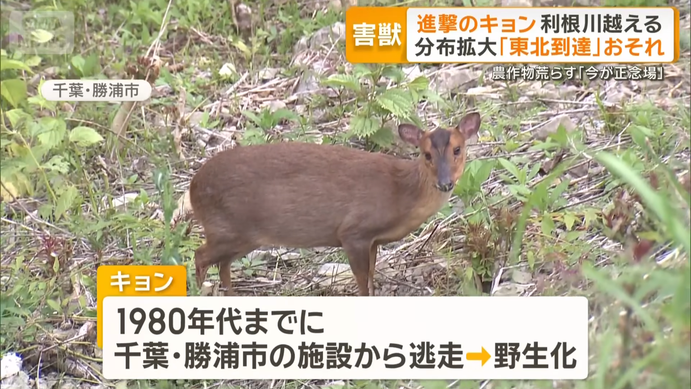 台灣山羌在日本境內大量繁殖，預估目前已多達9萬隻。（翻攝自YT／ANNnewsCH）