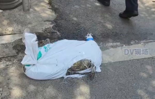 外送員嚇壞！以為送「死鱷魚」結果活過來還咬鞋。（翻攝自微博）