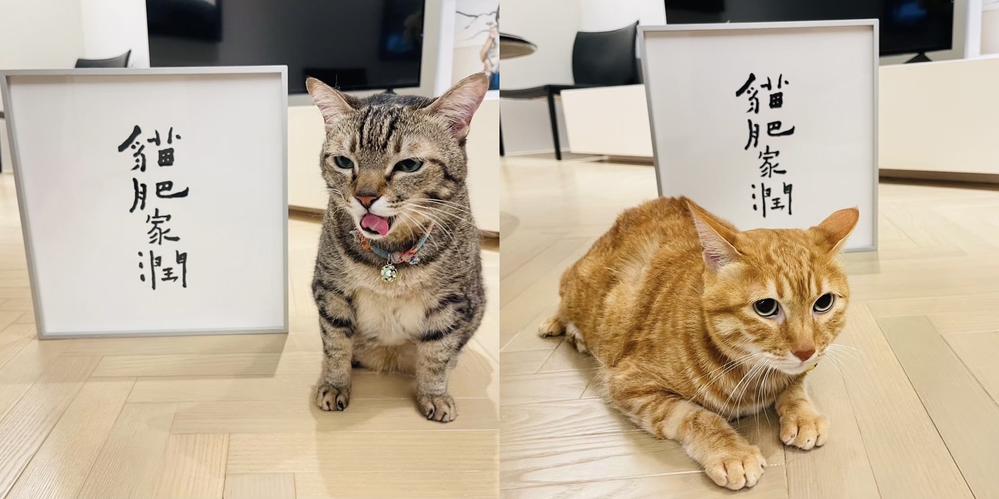 蔡英文的生日願望，第一個就給了毛小孩。（翻攝自蔡英文Threads）