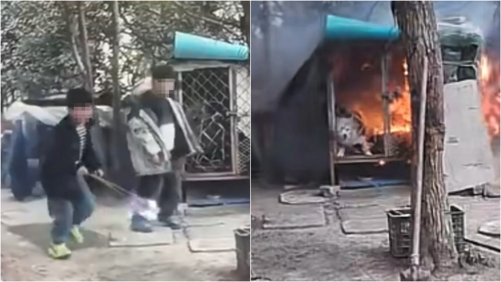 中國江蘇2名男童屁孩玩火,害狗籠內的薩摩耶遭「活活燒死」。(翻攝飼主微博)