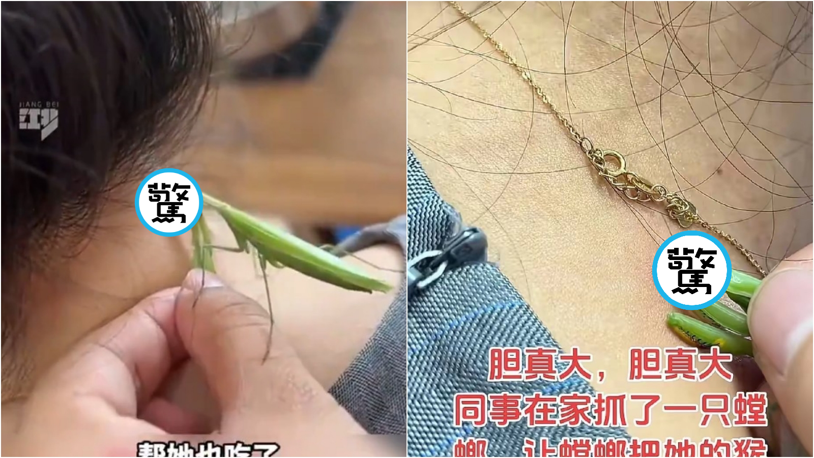 中國女用「螳螂」除肉疣，還說效果不錯「基本上5天就好了」。（翻攝X）