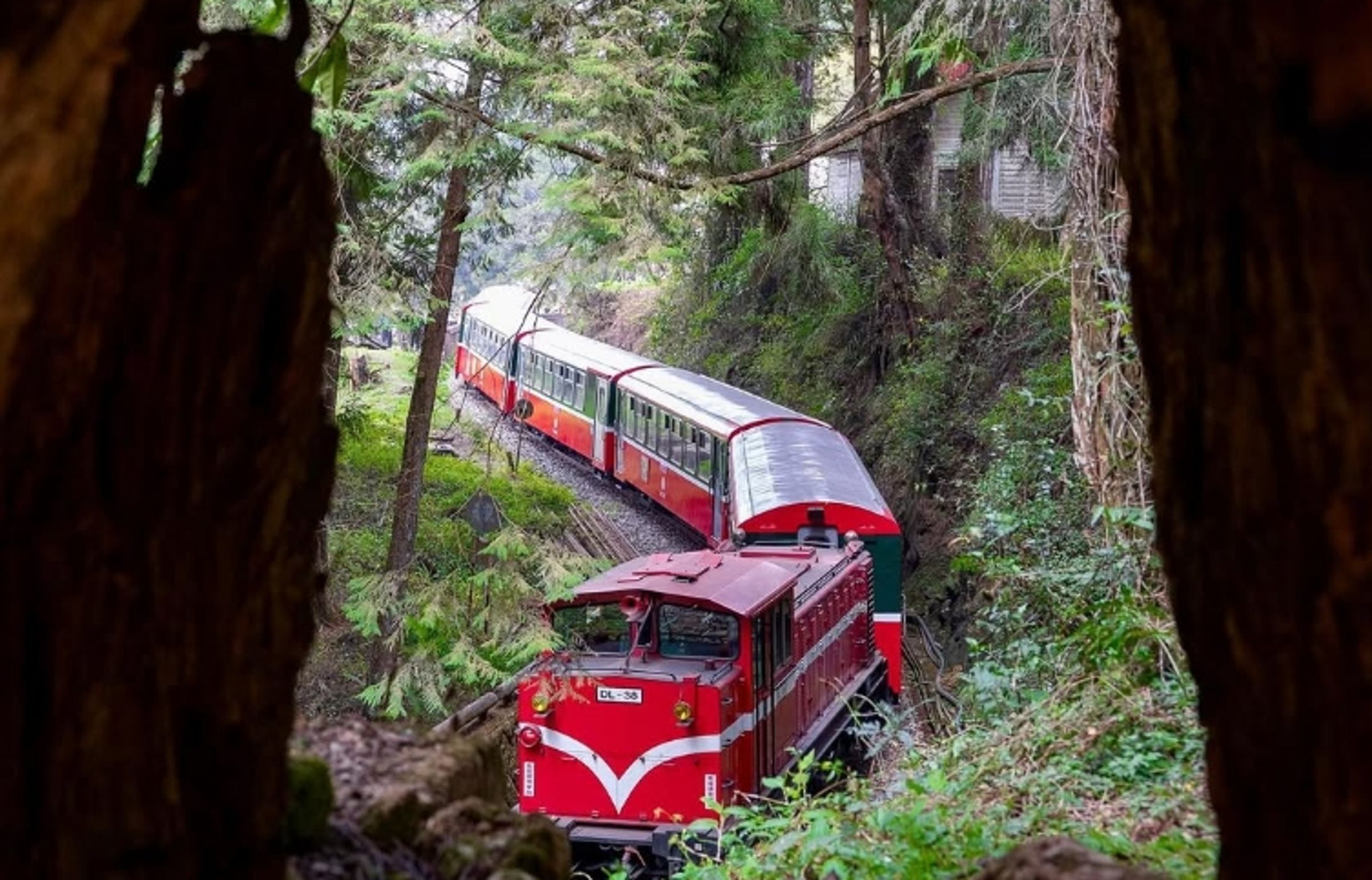 嘉義阿里山林鐵列車一票難求,原來背後竟有主要原因。(讀者佘元傑提供)