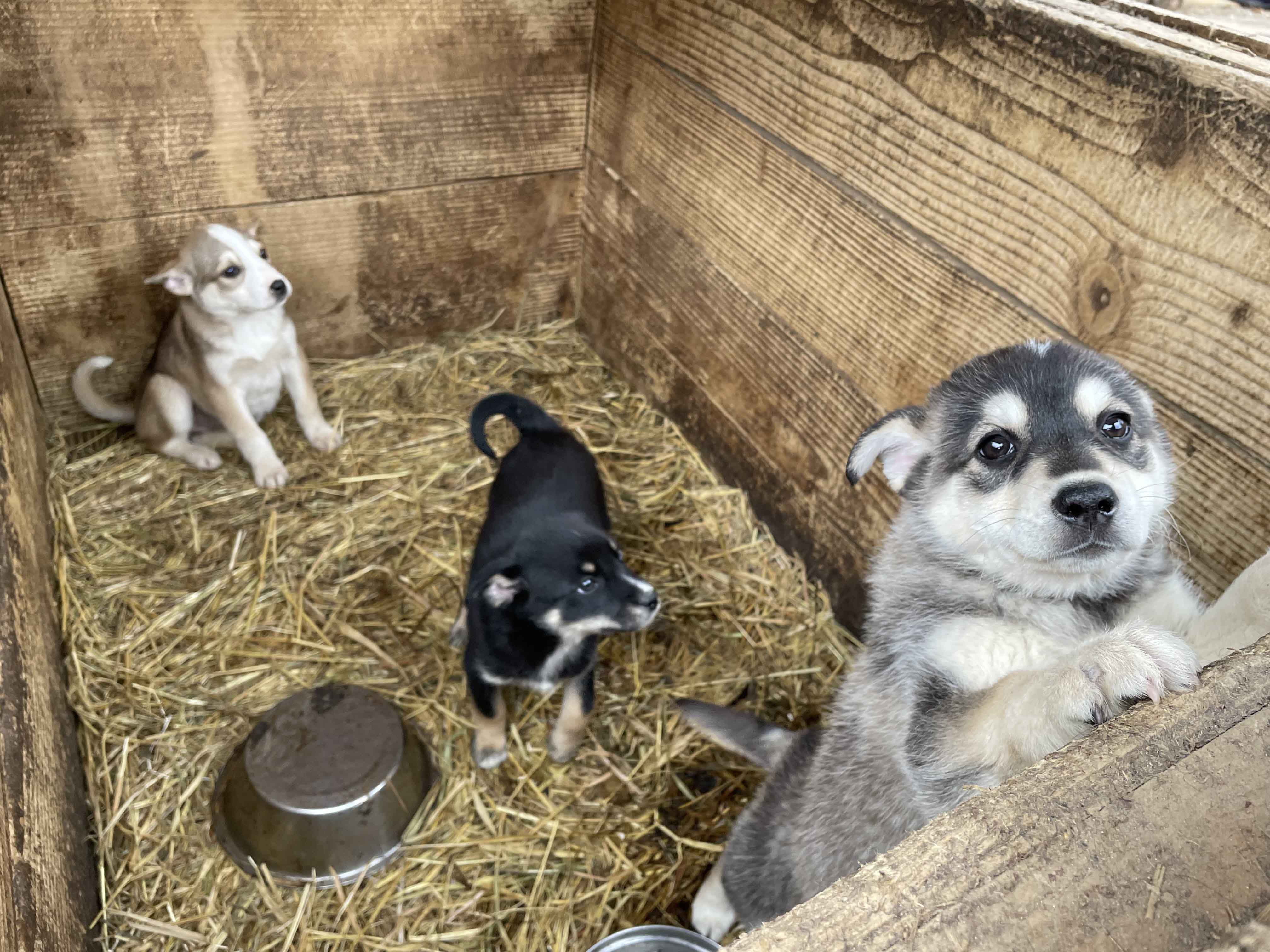赴烏克蘭記錄《戰火下的毛孩》 她預立遺囑把房產留給同行者家人