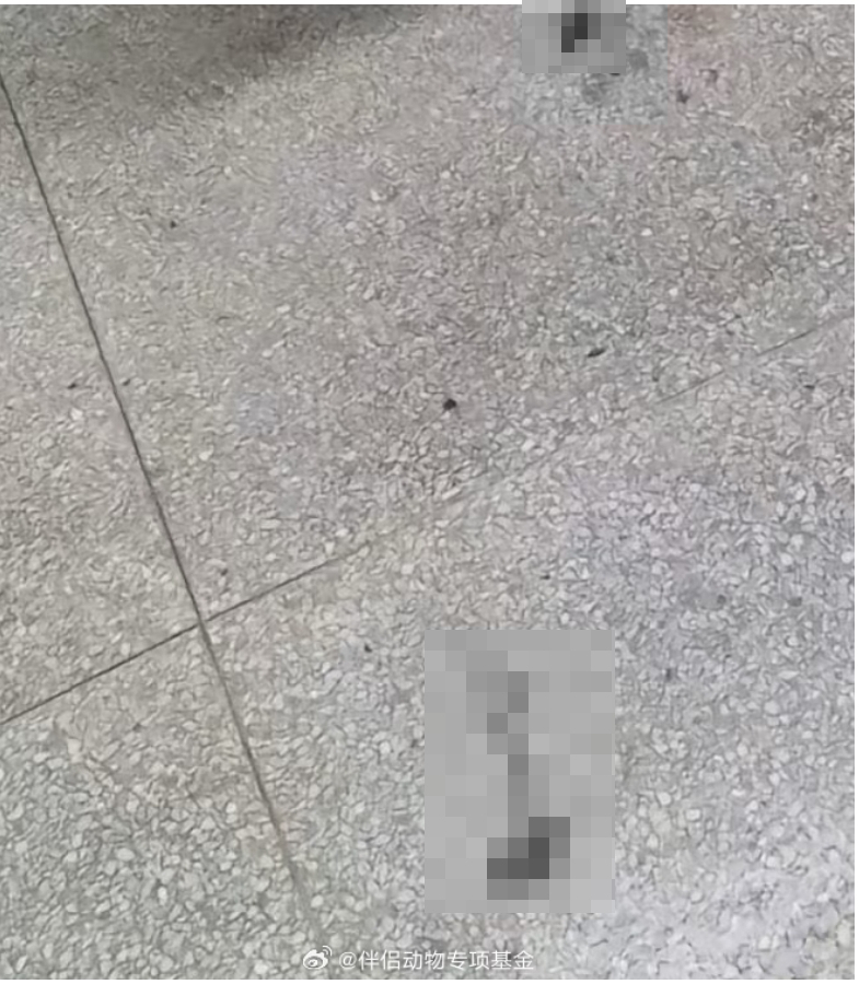 地上有血跡及腸子、內臟。(翻攝微博)