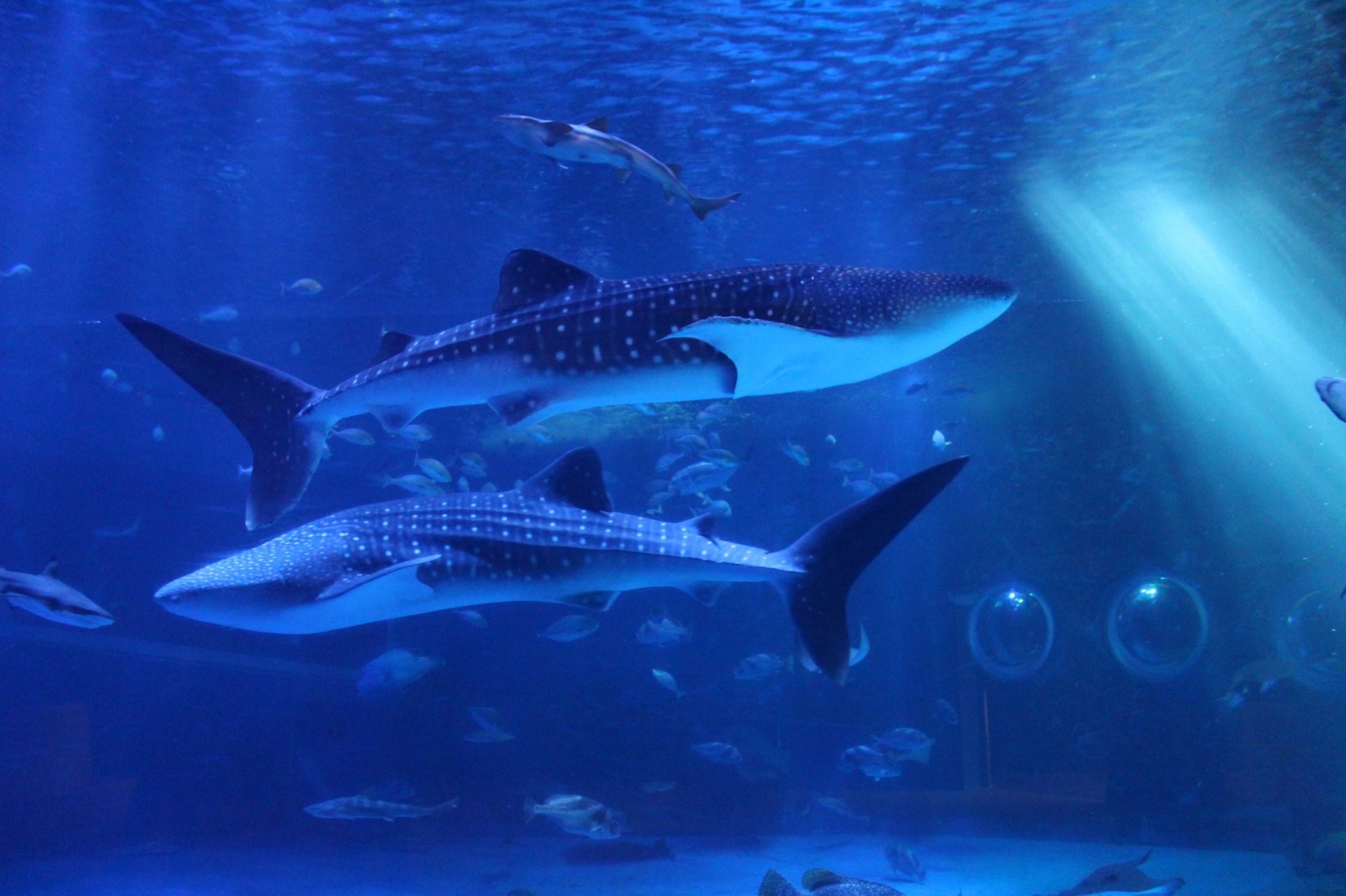 能登島水族館近日發布悲訊,表示館內的2隻明星鯨鯊因為強震過世了。(翻攝自のとじま水族館臉書)