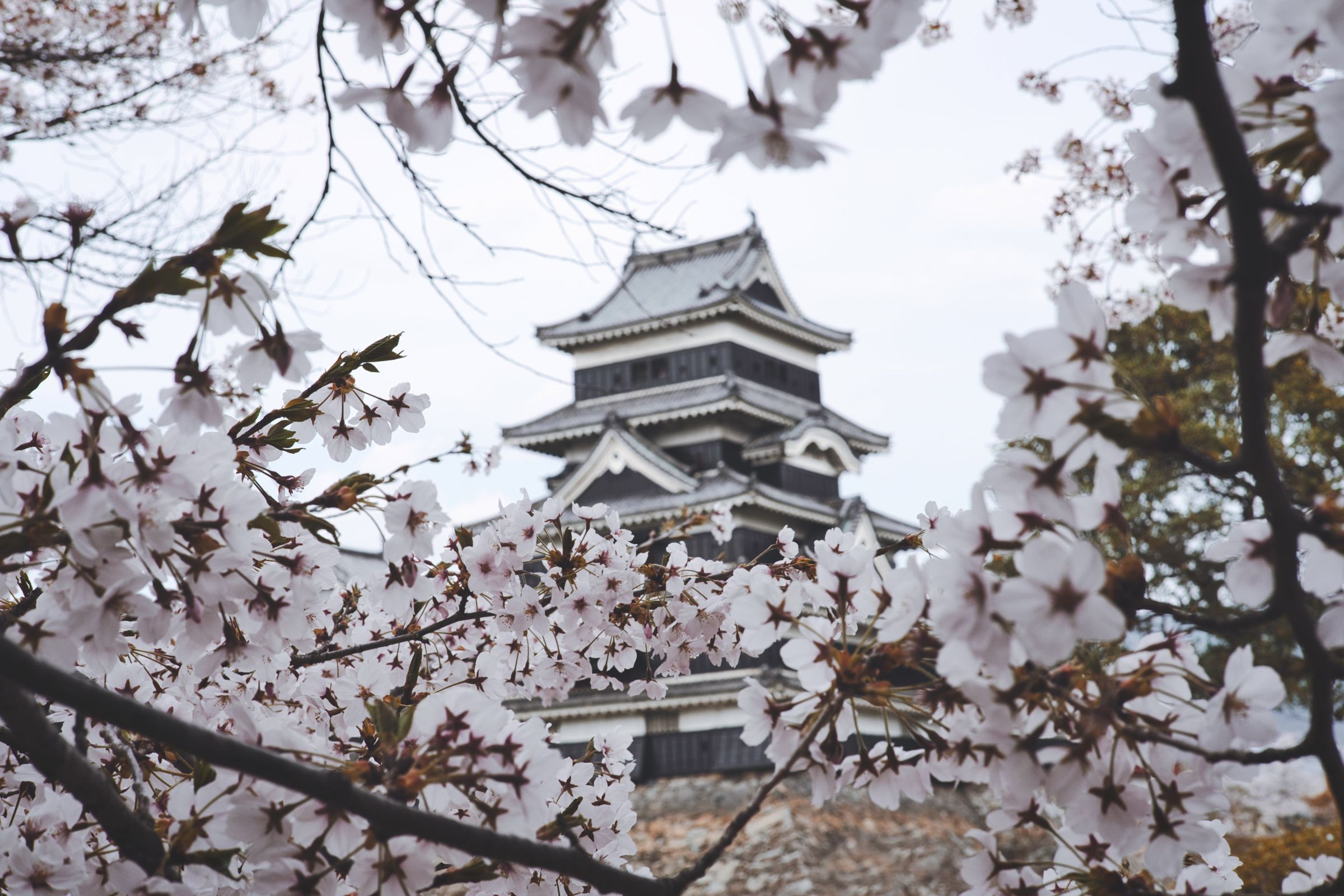 日本氣象株式會社近日公布2024櫻花開花及盛開日期。(翻攝自pexels)