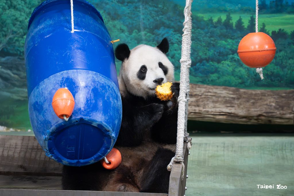 圓寶今天過6歲生日，開心享用生日大餐。（翻攝自臺北市立動物園官網）