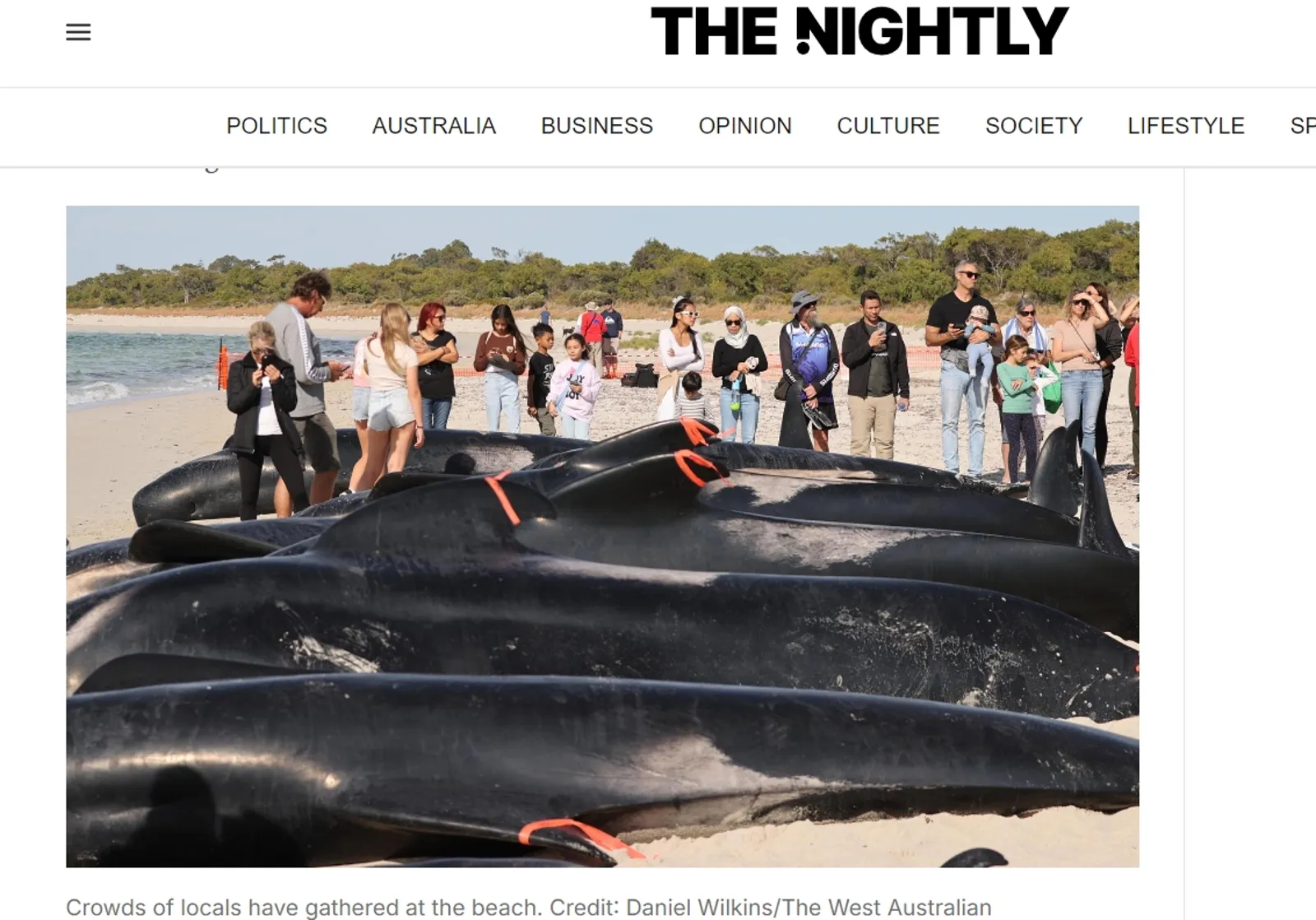 澳洲西南部發生大規模的領航鯨擱淺事件，當地人來到現場試圖拯救。（翻攝自《西澳大利亞人報》）