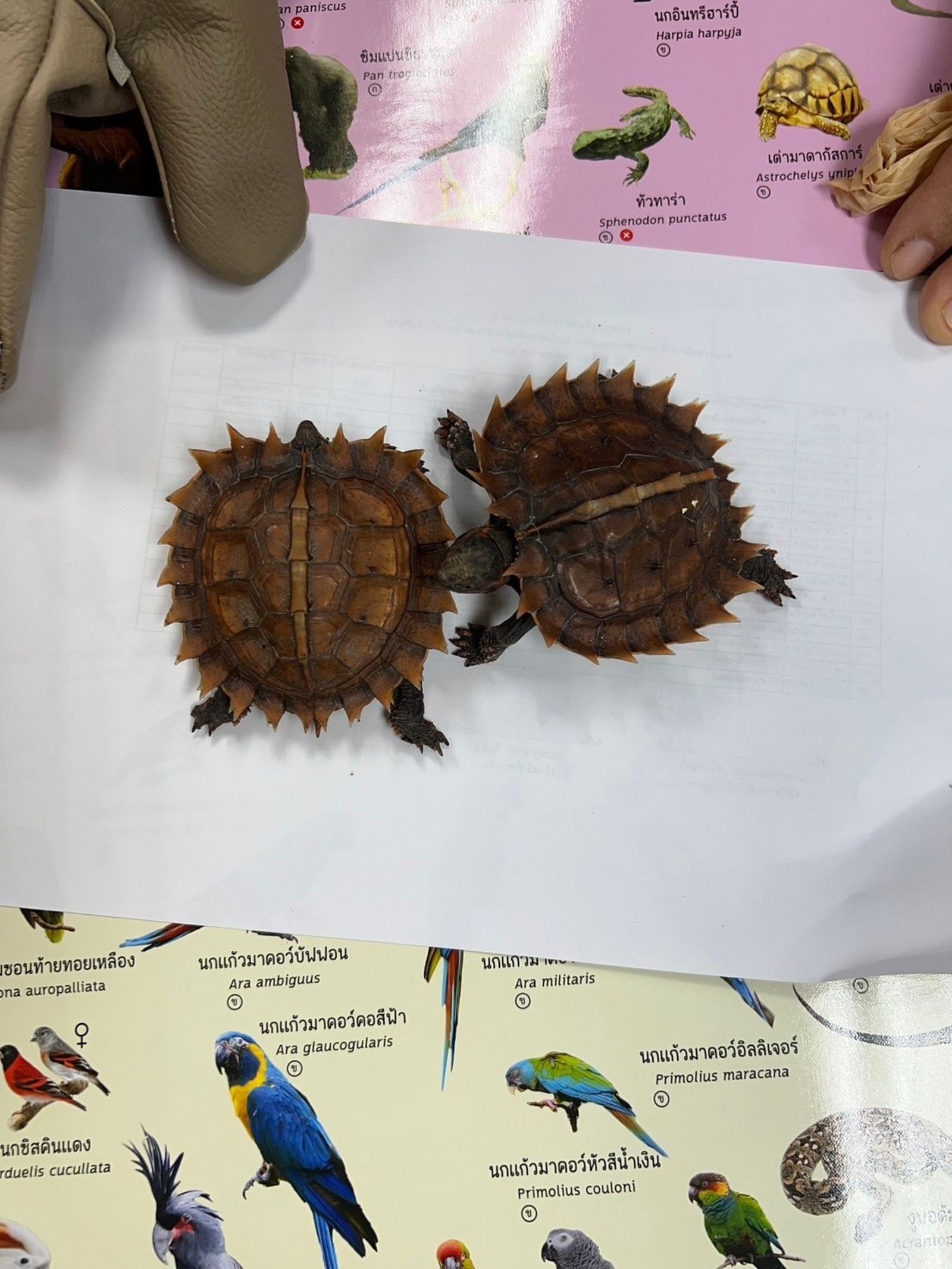 1名台灣男子涉嫌將多隻受保護的野生動物藏於身上，企圖偷運出境返台。（翻攝自กรมอุทยานแห่งชาติ สัตว์ป่า และพันธุ์พืช ）