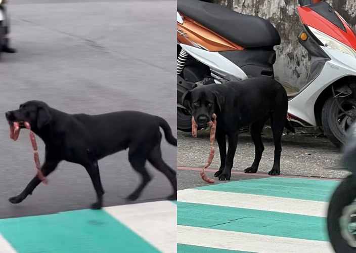 小黑狗嘴叼一串香腸過馬路，還會左右看確認安全，神情得意又可愛。（翻攝自臉書 @基隆人日常）