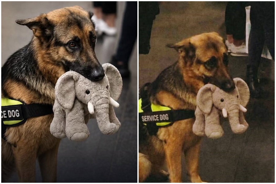 德國牧養犬「萊克」雖搞砸了考試，不過委曲的可愛表情一夜爆紅，如今是個大社群紅人。（翻攝自X）