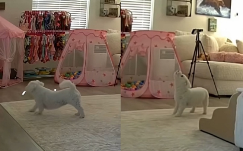 狗狗學會使用語音按鈕撥打電話,在女飼主上班時主動連線並發出嗚咽聲表達思念。(翻攝自抖音)