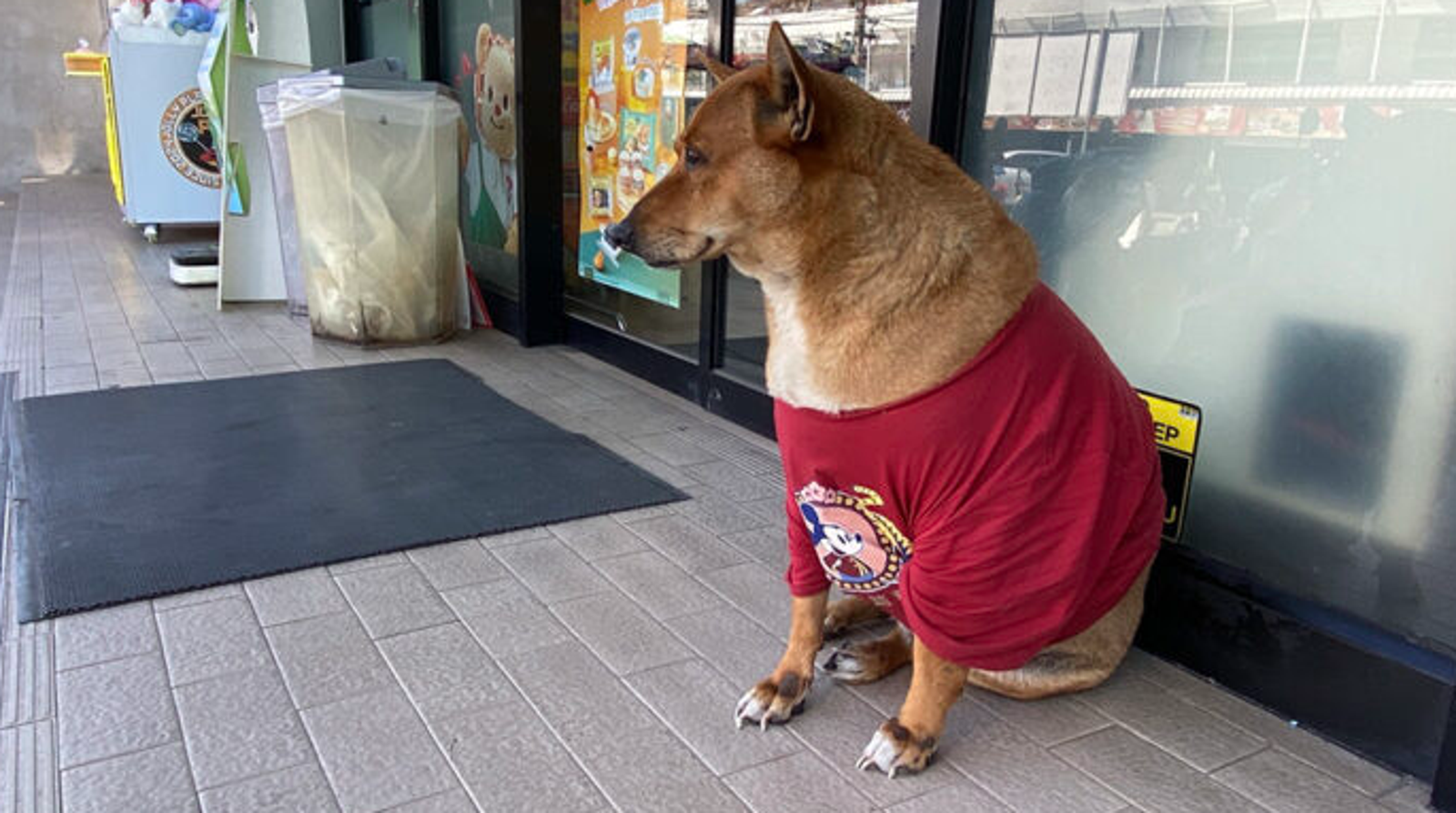泰版忠犬八公!遊民主人病逝,牠仍駐紮小七超商前日夜等候。(翻自《Khaosod》)