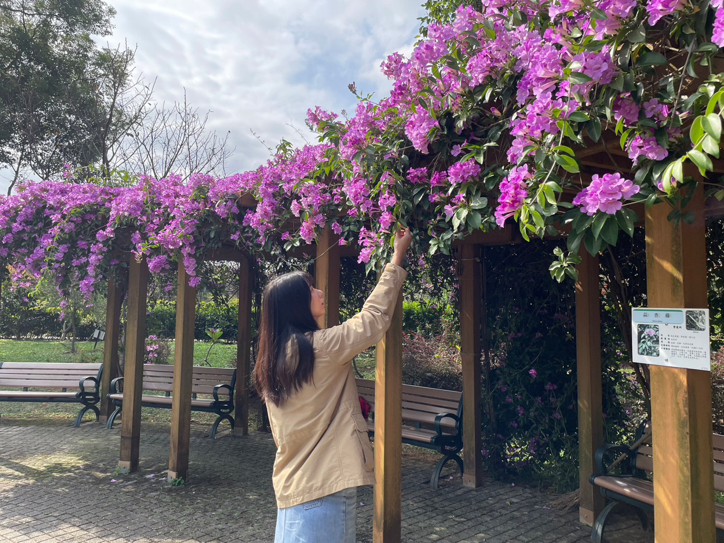 鶯歌區的永吉公園,沿著步道遠遠就能看見逐一盛開的蒜香藤,民眾可以站在花棚下欣賞著紫色花海。(新北市政府綠美化環境景觀處提供)