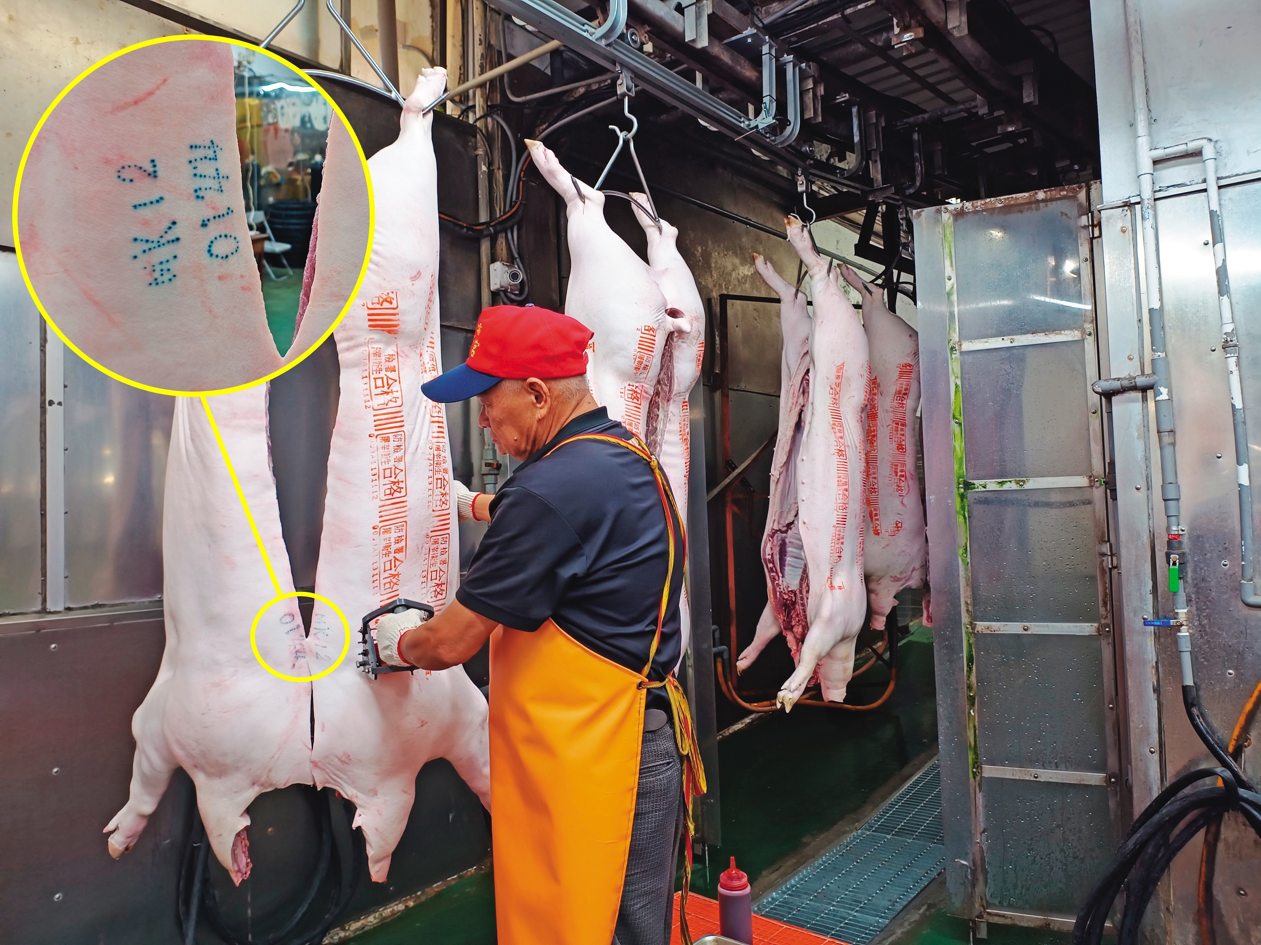 豬隻刺印（黃圈處）跟課稅有關，是政府的重要財源，一般不會外包給民間賺。