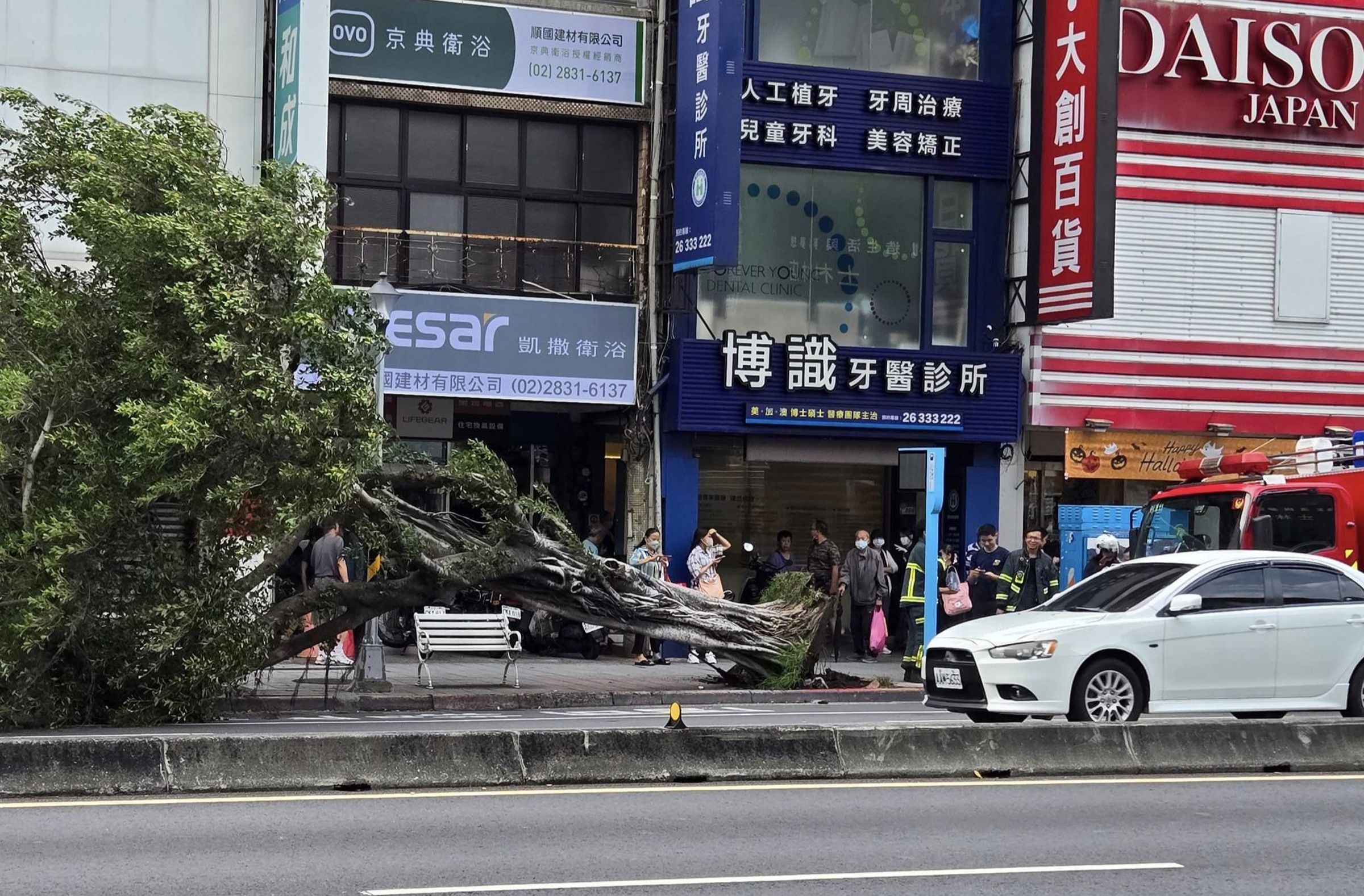 北市士林區中正路上一棵高達6公尺的路樹下午因不明原因倒下。(翻攝自臉書)
