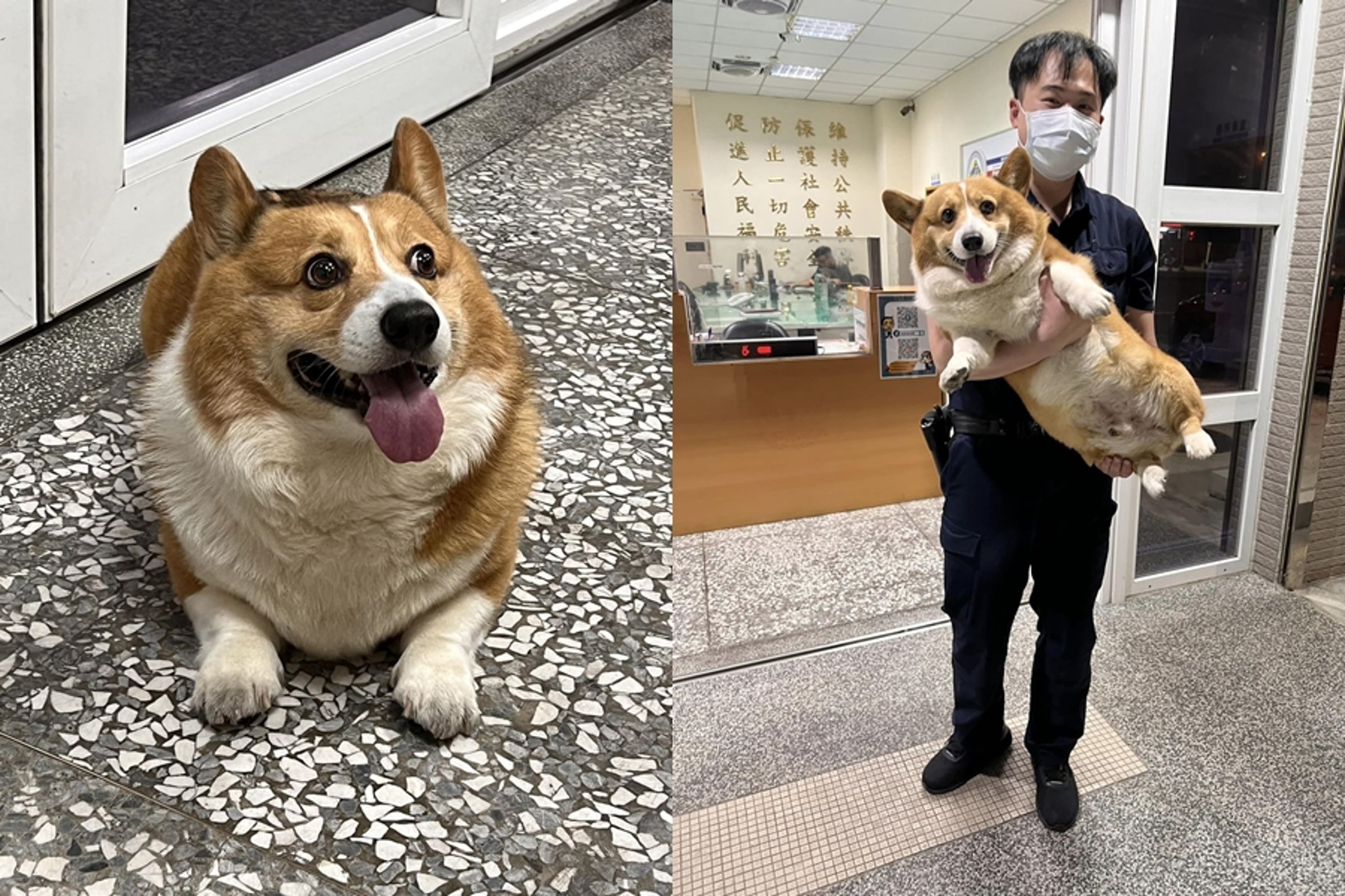 翁子派出所員警日前意外「拾獲」一隻柯基，柯基還被員警一把抱起「飛高高」。（翻攝自翁子派出所臉書）