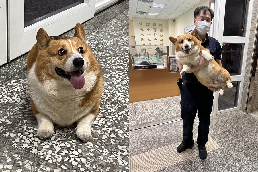 翁子派出所員警日前意外「拾獲」一隻柯基，柯基還被員警一把抱起「飛高高」。（翻攝自翁子派出所臉書）
