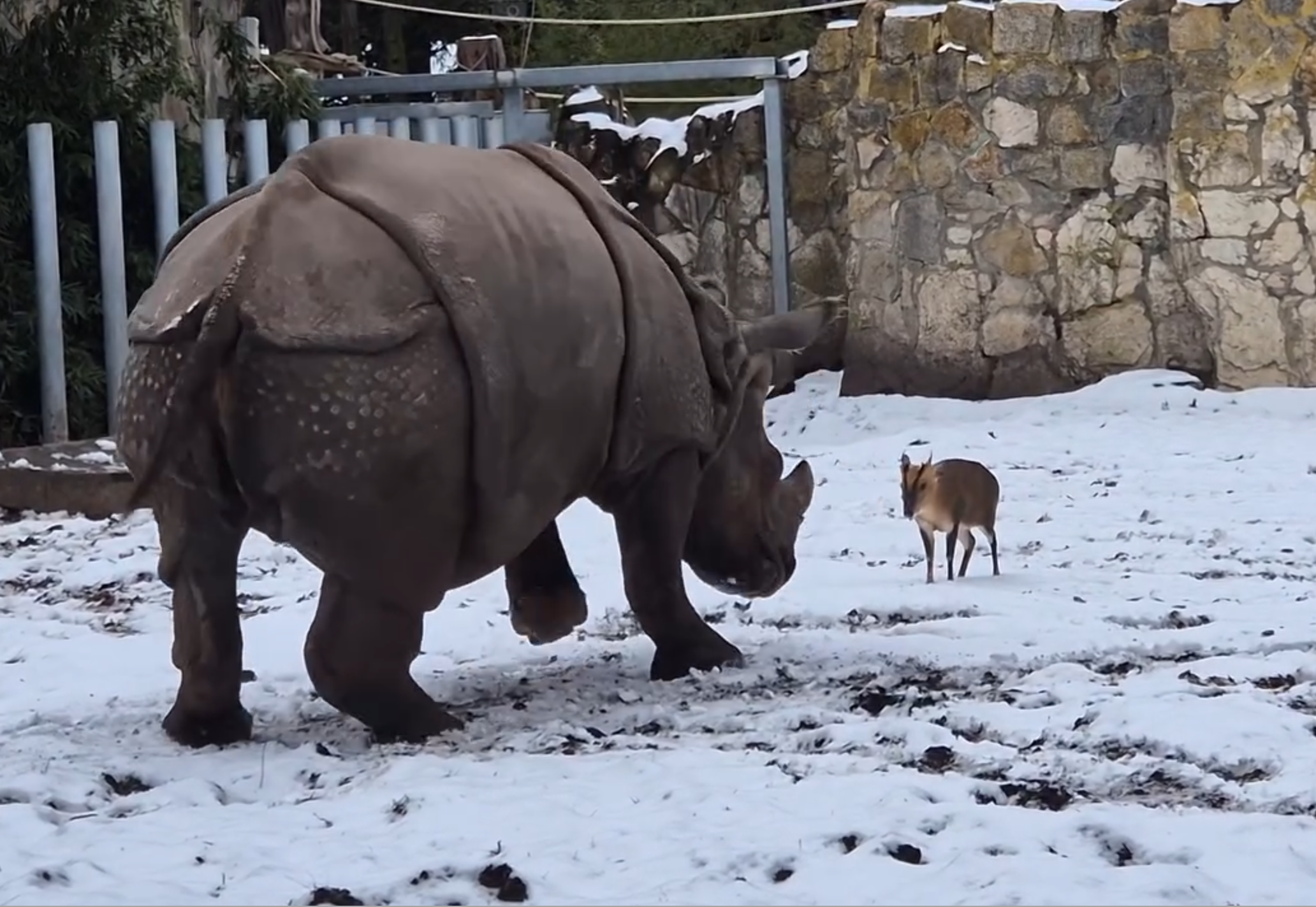 公山羌和母犀牛「對決」畫面在網路上瘋傳。（翻攝ZOO Wrocław臉書）