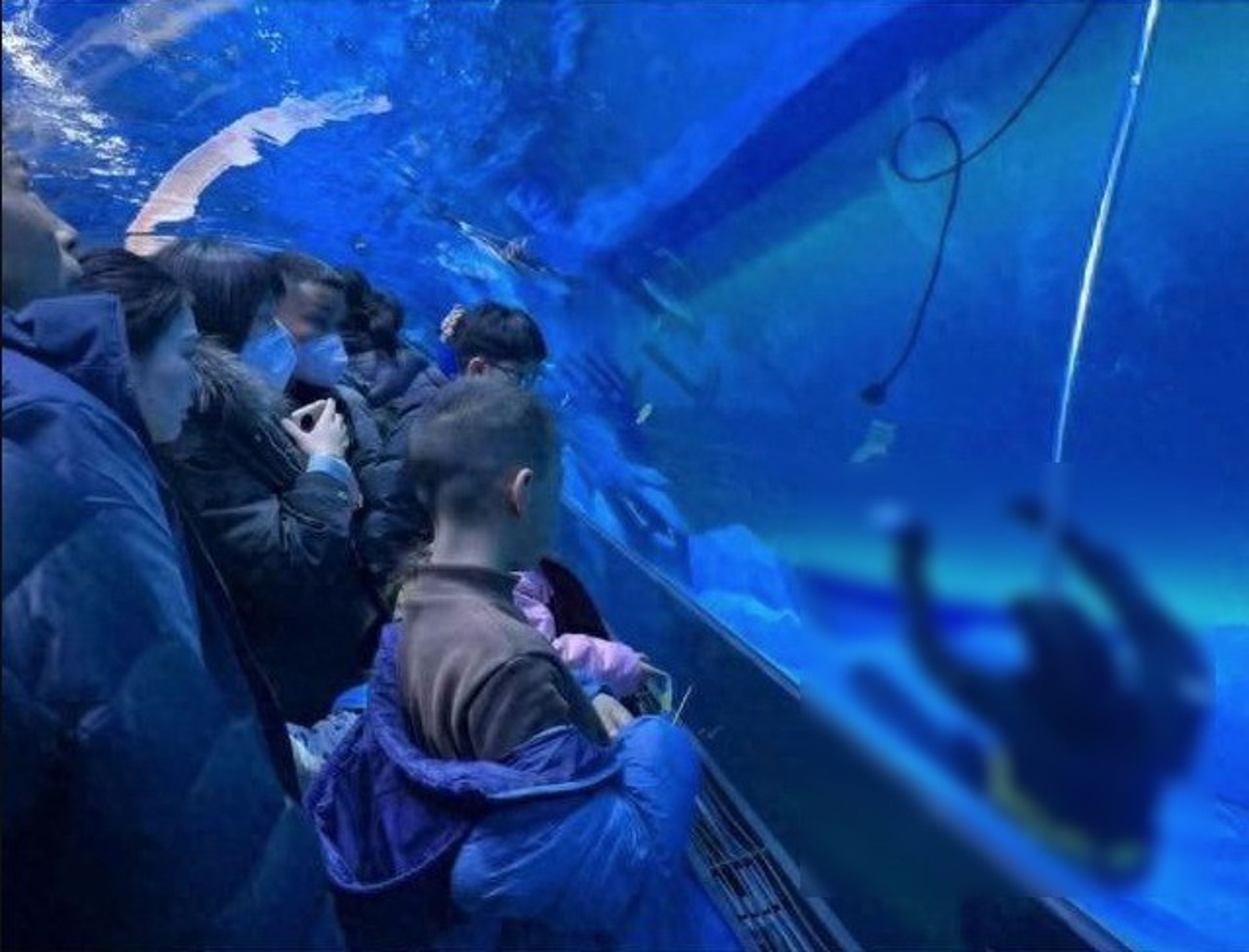 驚!潛水員沉水族館底死亡,遊客仍踴躍觀賞「以為是假人」。(翻自微博)