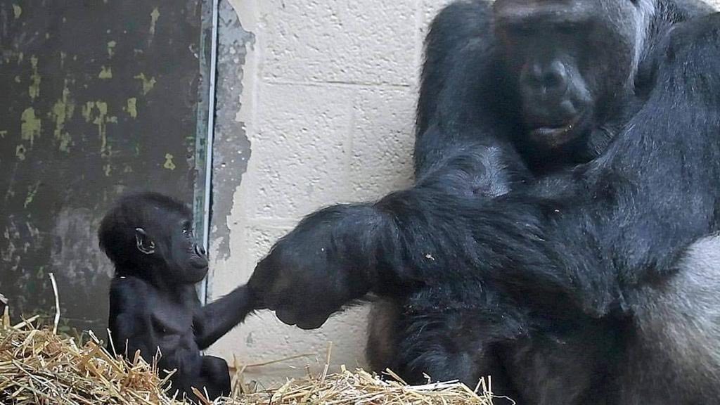 動物園內，金剛猩猩「寶寶」與子代互動珍貴畫面。（翻攝自吳欣盈臉書）