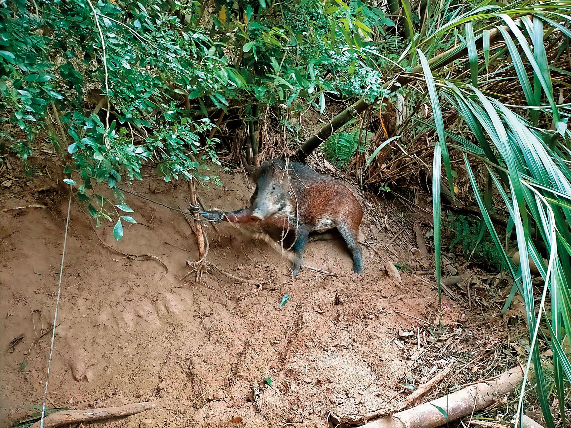淺山地區的人類活動與動物棲地高度重疊，人獸衝突不斷，山豬破壞農作的事件時有所聞。（翻攝賴彥棟臉書）