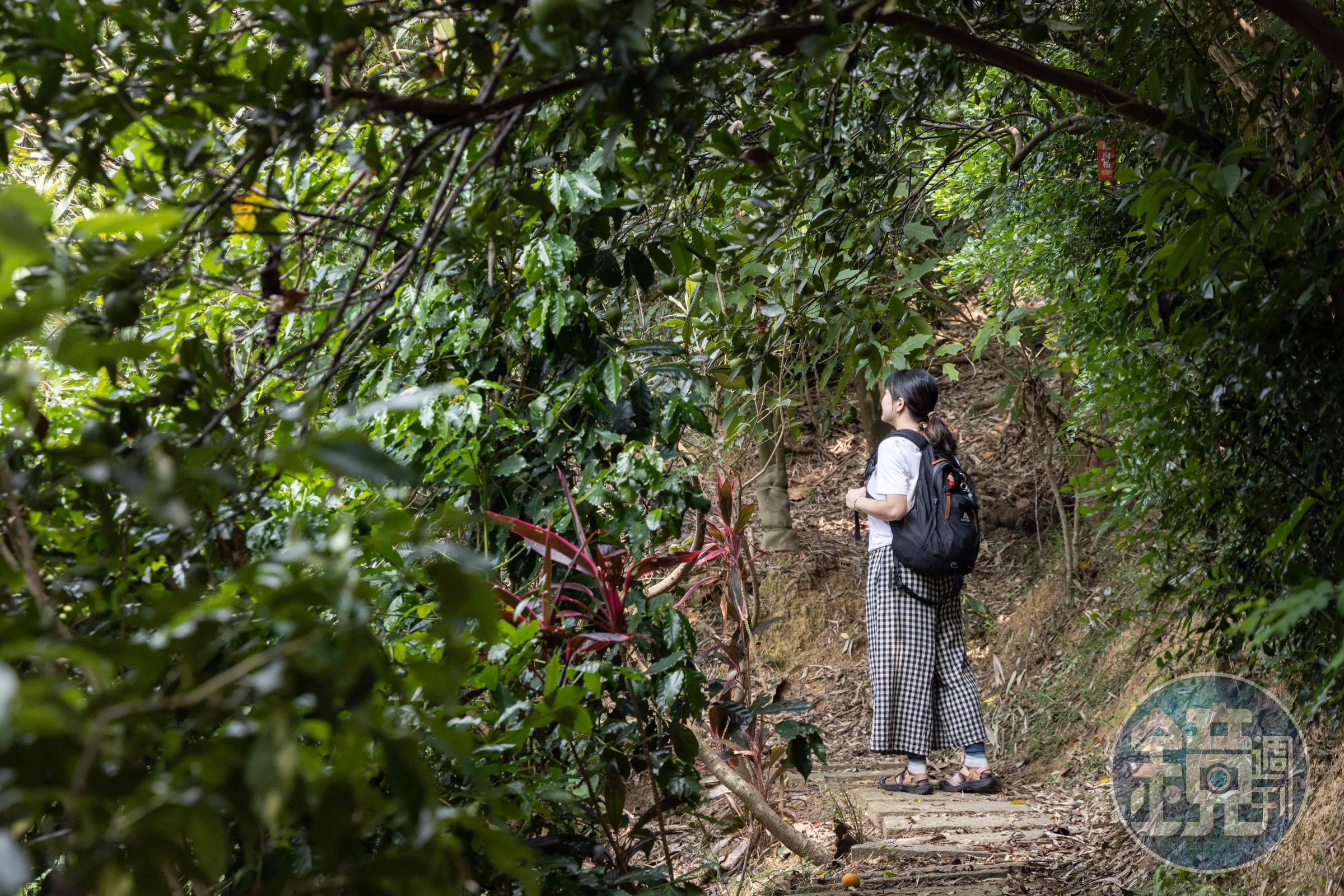 想不到吧，健行的登山步道也交錯在農場中，逛著逛著就順便運動了起來。