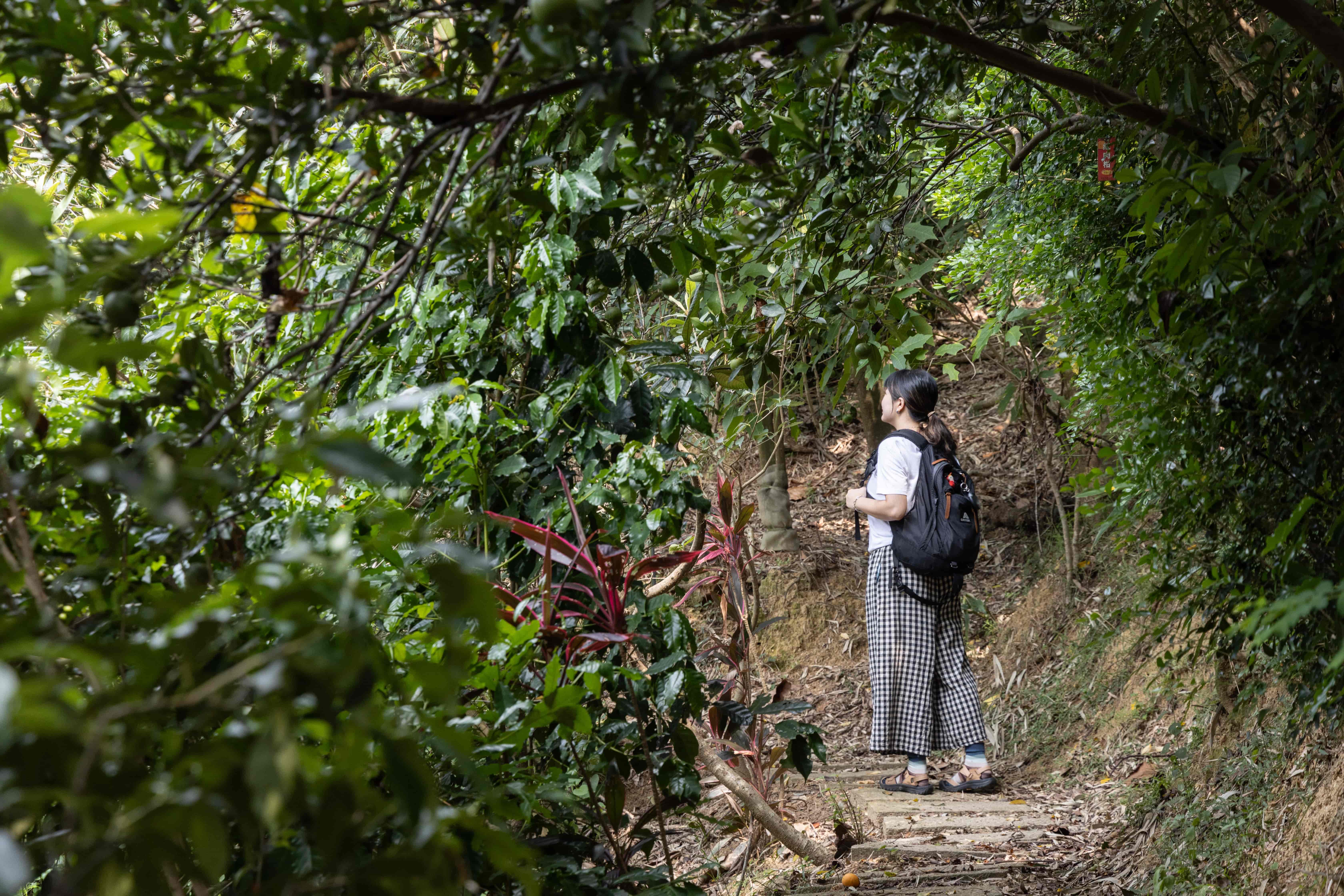 想不到吧，健行的登山步道也交錯在農場中，逛著逛著就順便運動了起來。