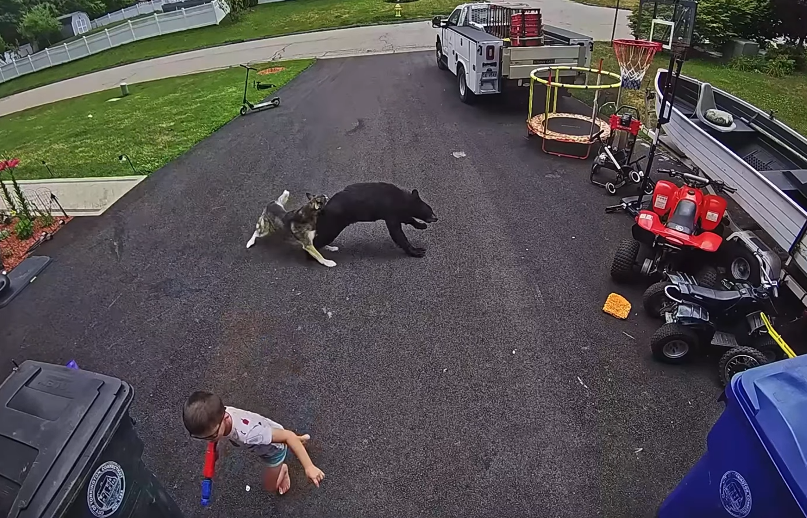 6歲男童遭黑熊暴衝!11歲忠犬「狠咬熊屁股」救主 獲頒榮譽狀還有牛排大餐