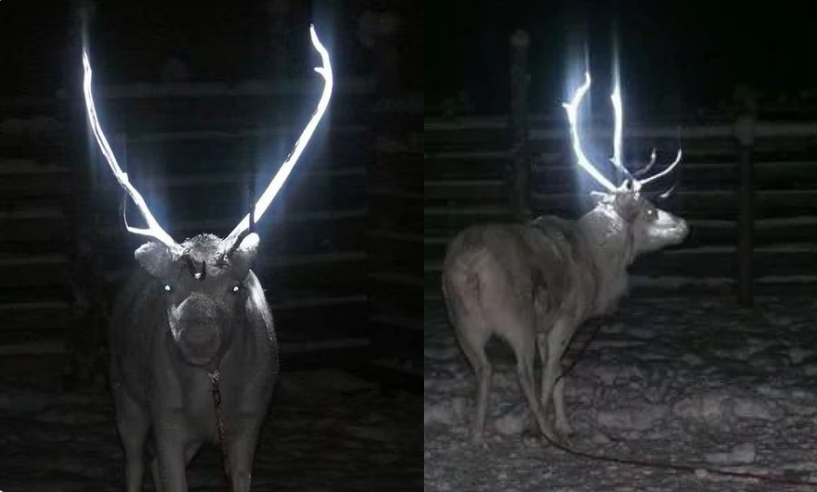 芬蘭森林中出現渾身發光的馴鹿，原來是當地政府為了降低路殺所衍生的奇特景象。（翻攝X@AMAZlNGNATURE）