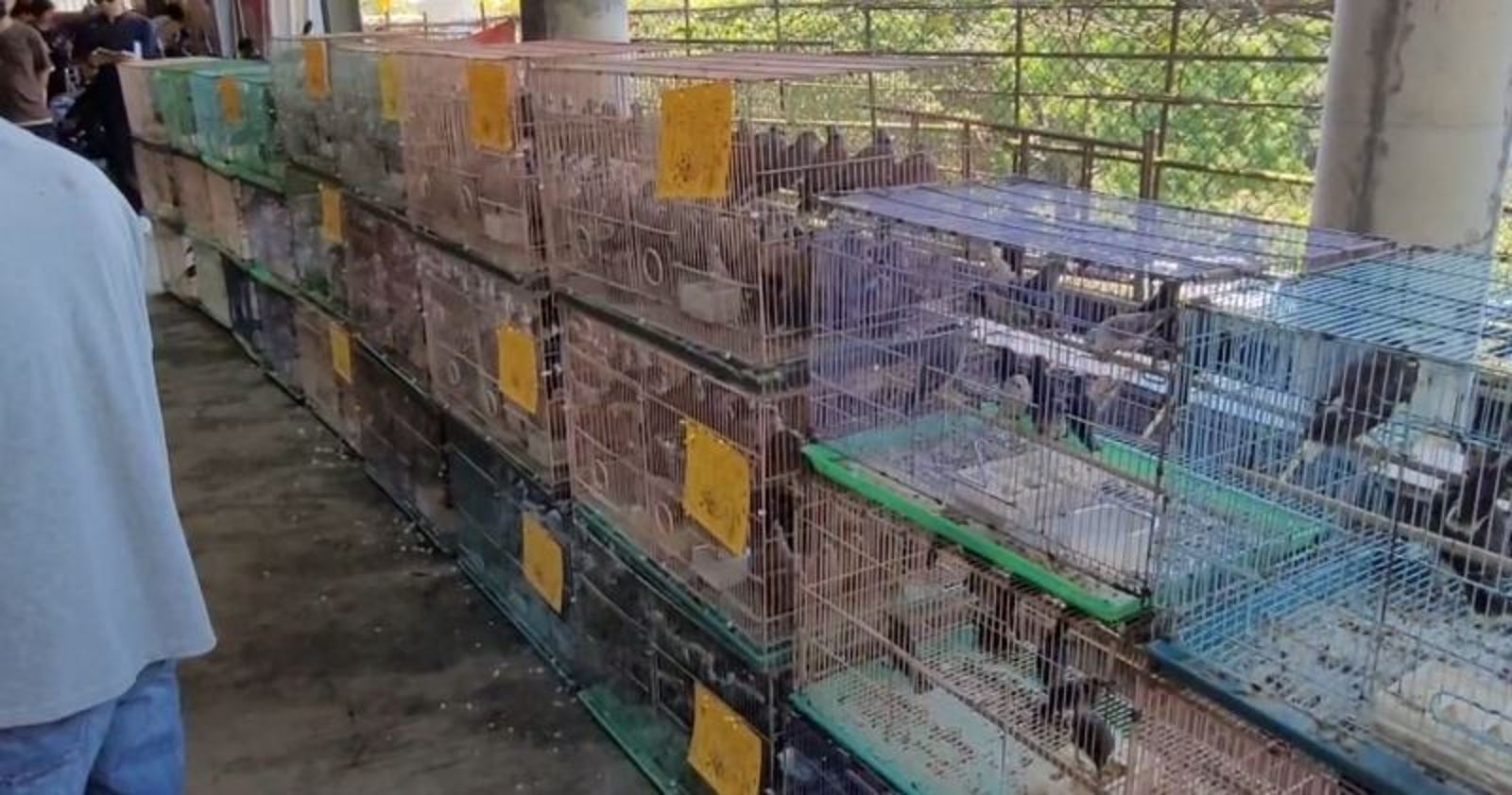 新北宗教團體「為消災解厄」放生2000隻鳥!名單驚見外來種 動保處怒開罰