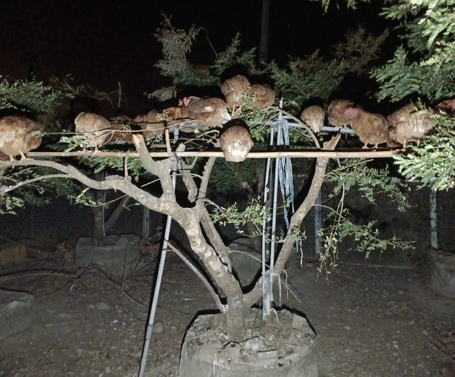 苗栗縣公館鄉一處果園近年遭到石虎侵擾，雞隻嚇得不敢睡在雞寮，只能窩居樹枝上歇息。（翻攝自涂習麟臉書）