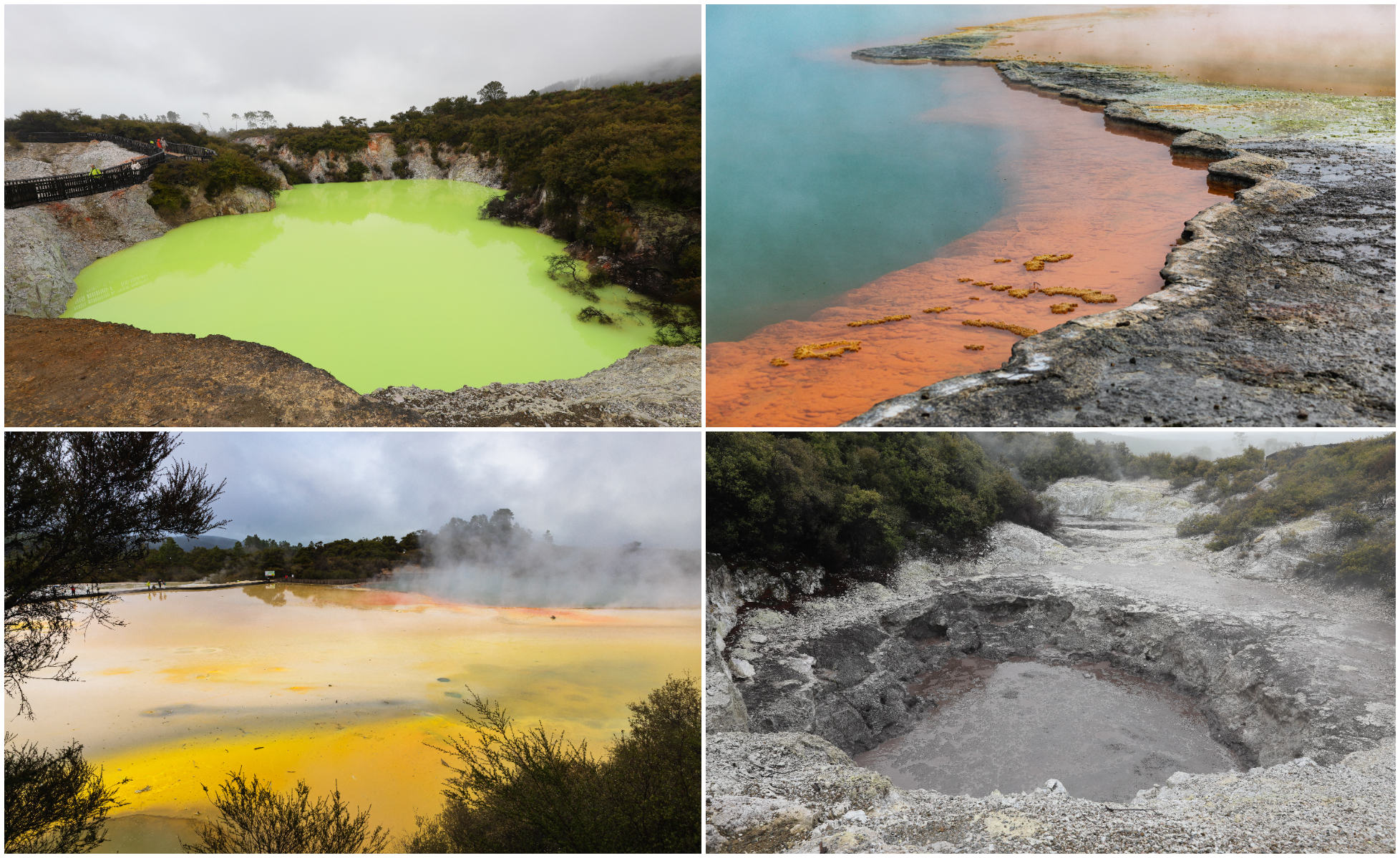紐西蘭北島羅吐魯阿奇異的景色，就像來到外星人居住地。