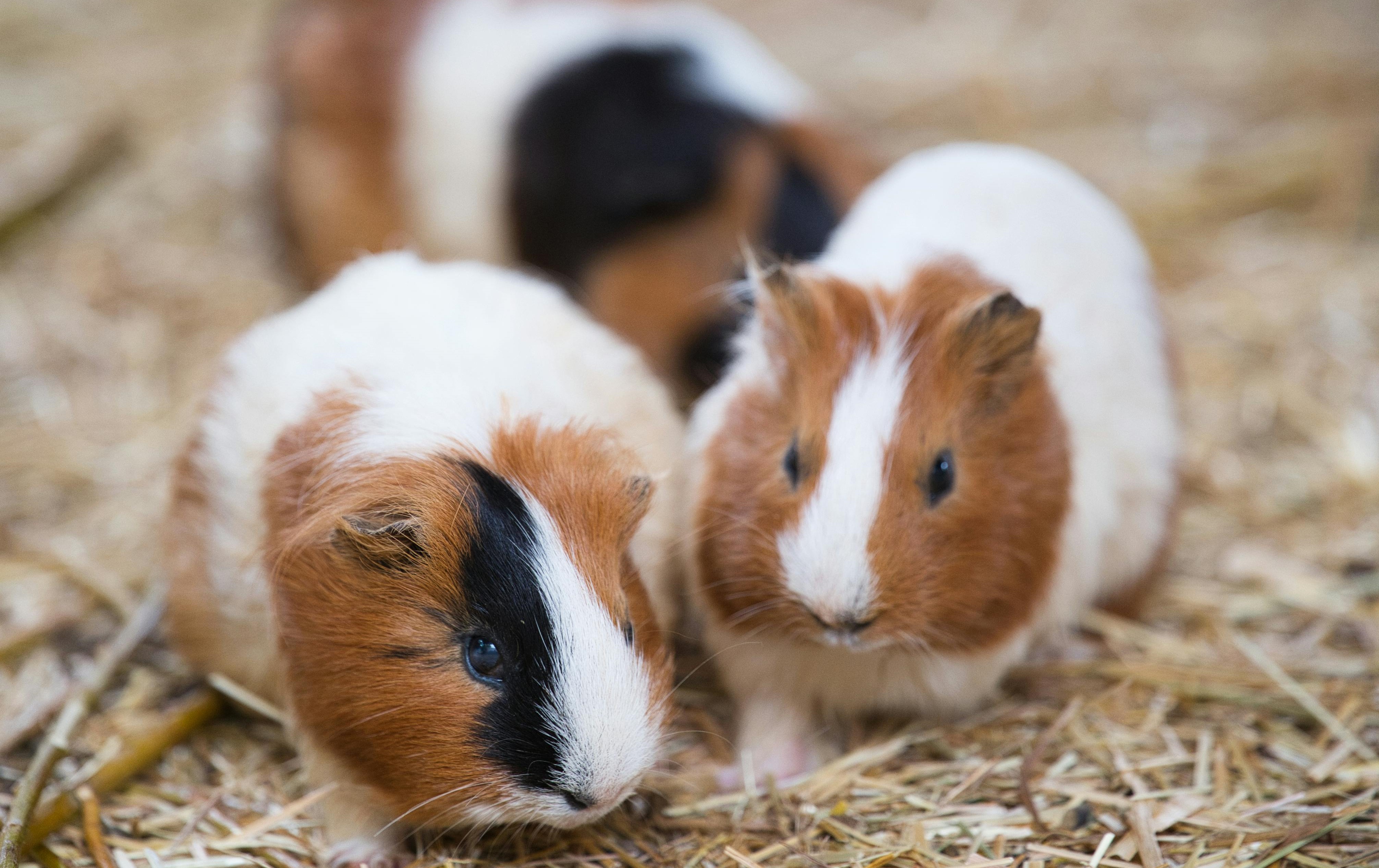 澳洲Wooroloo監獄爆出囚犯疑食用天竺鼠的離譜事件。（天竺鼠示意圖／pexels）