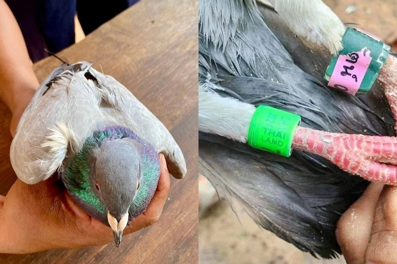 一隻普通賽鴿竟意外成為泰柬交火「間諜疑雲」主角。（翻攝自臉書បាត់ដំបង ប៉ុស្តិ៍）